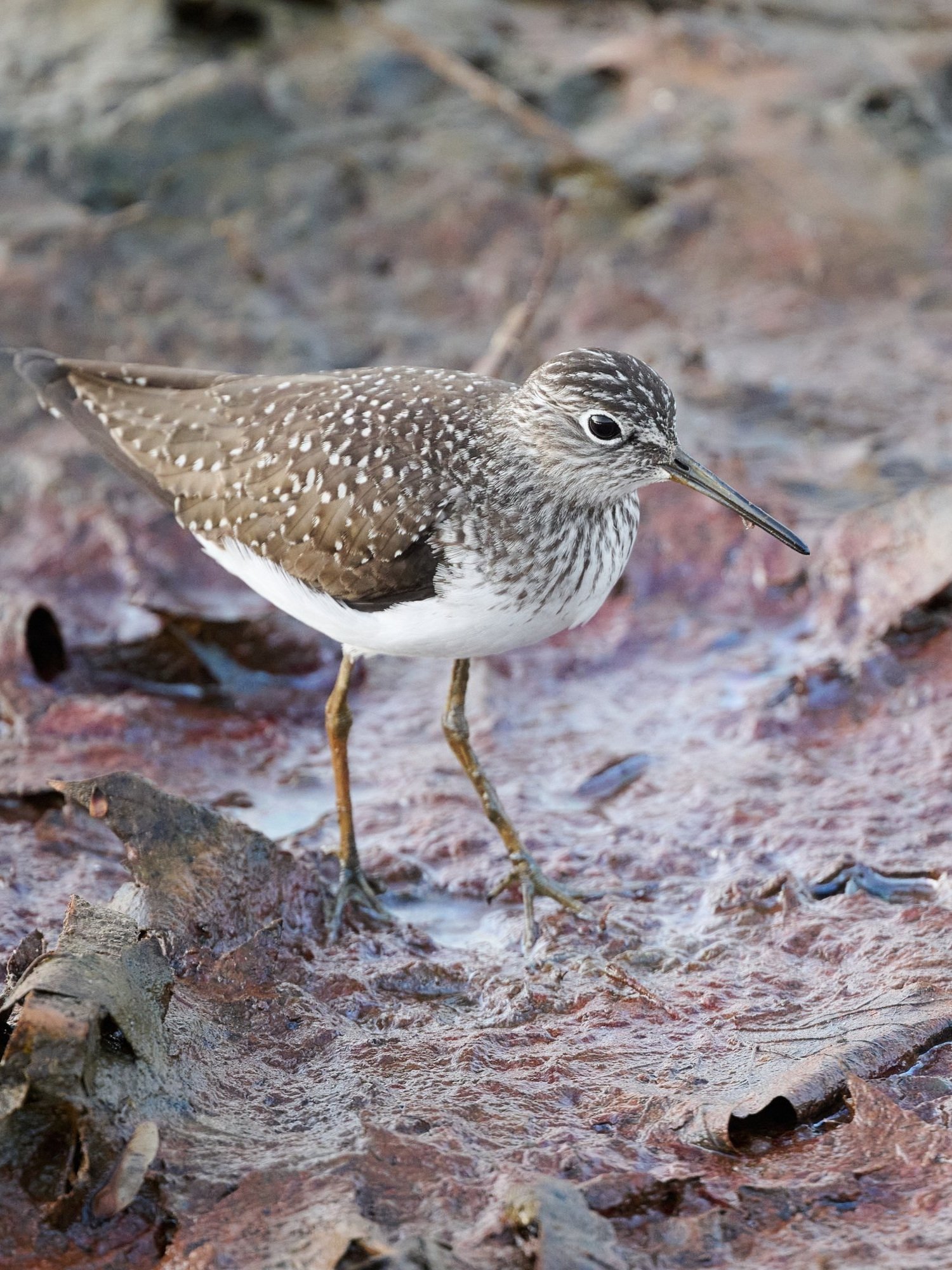 Solitary Sandpiper