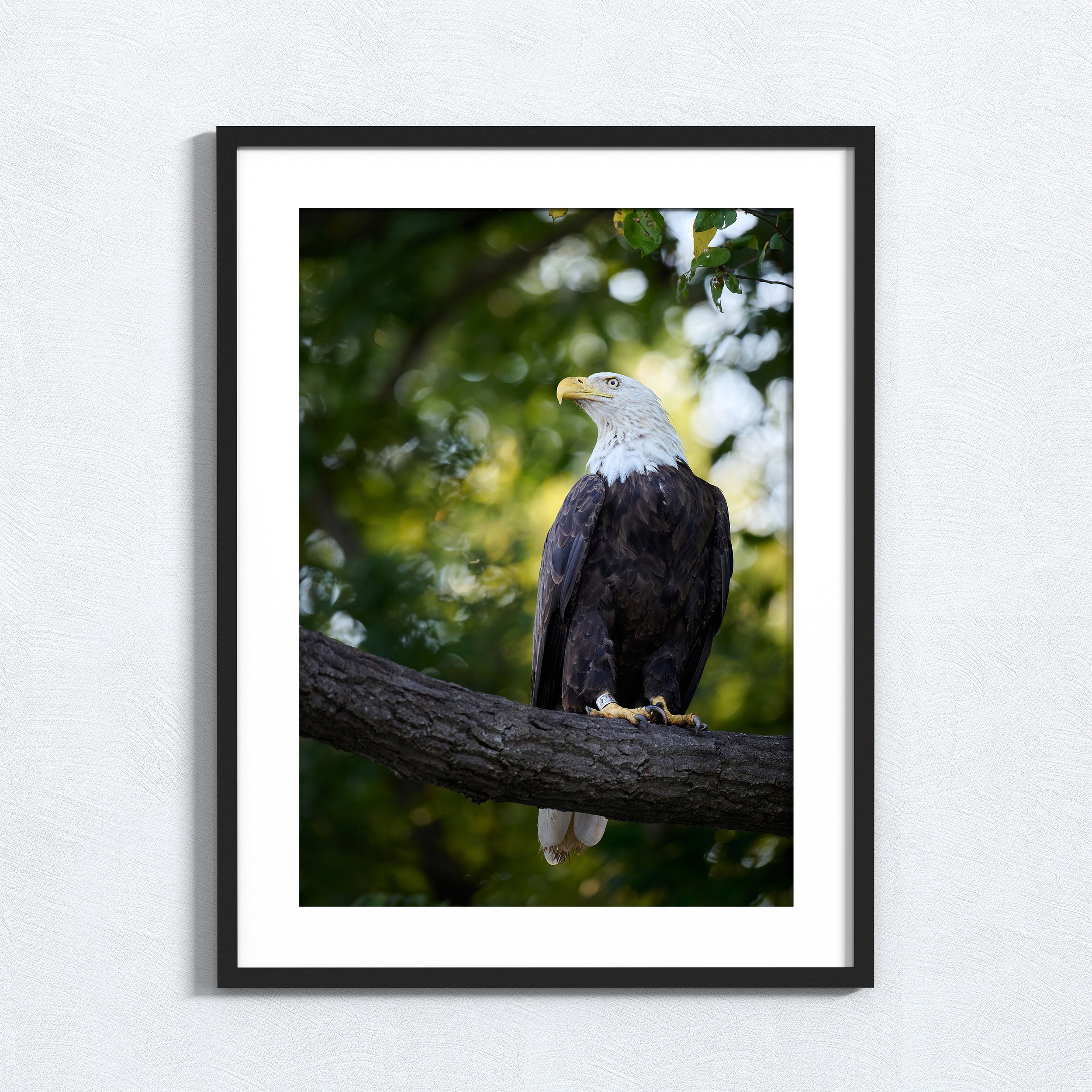 Bald Eagle - Demure (Fine Art Print)