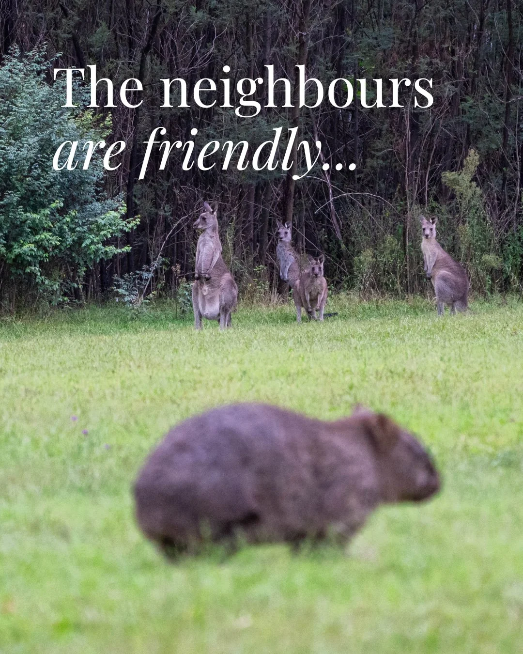 There are kangaroos on the lawn most mornings. Wombats after dark and King Parrots in the trees. 

And if you're quiet enough near the dam, you might even see a platypus.

Lake David sits on 44 private acres in Kangaroo Valley, NSW. Native wildlife i
