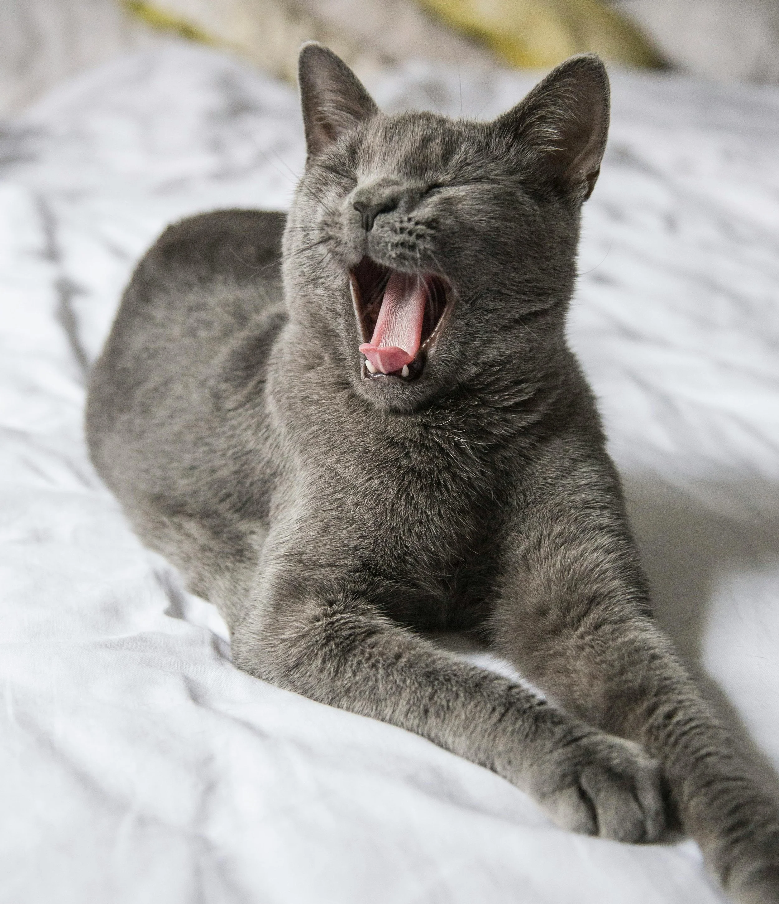 Gray cat yawning while lying on a white surface with a blurred background.