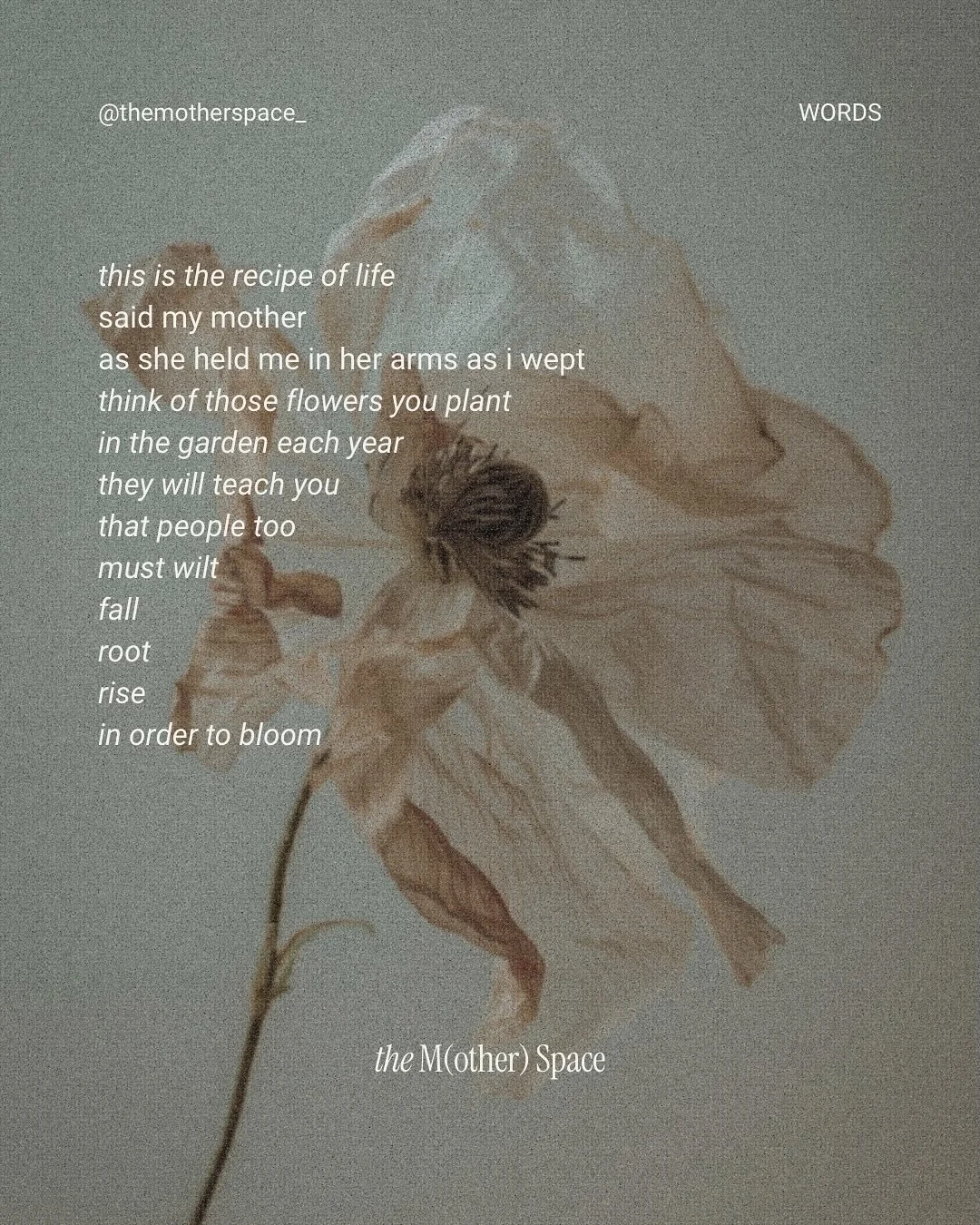 felt pulled to share these beautiful words from @rupikaur_ with you. her book the sun and her flowers has been sitting in my book stack on my desk and i opened it at this page this morning.
matresecence. 
growth. 
when we give ourselves space for