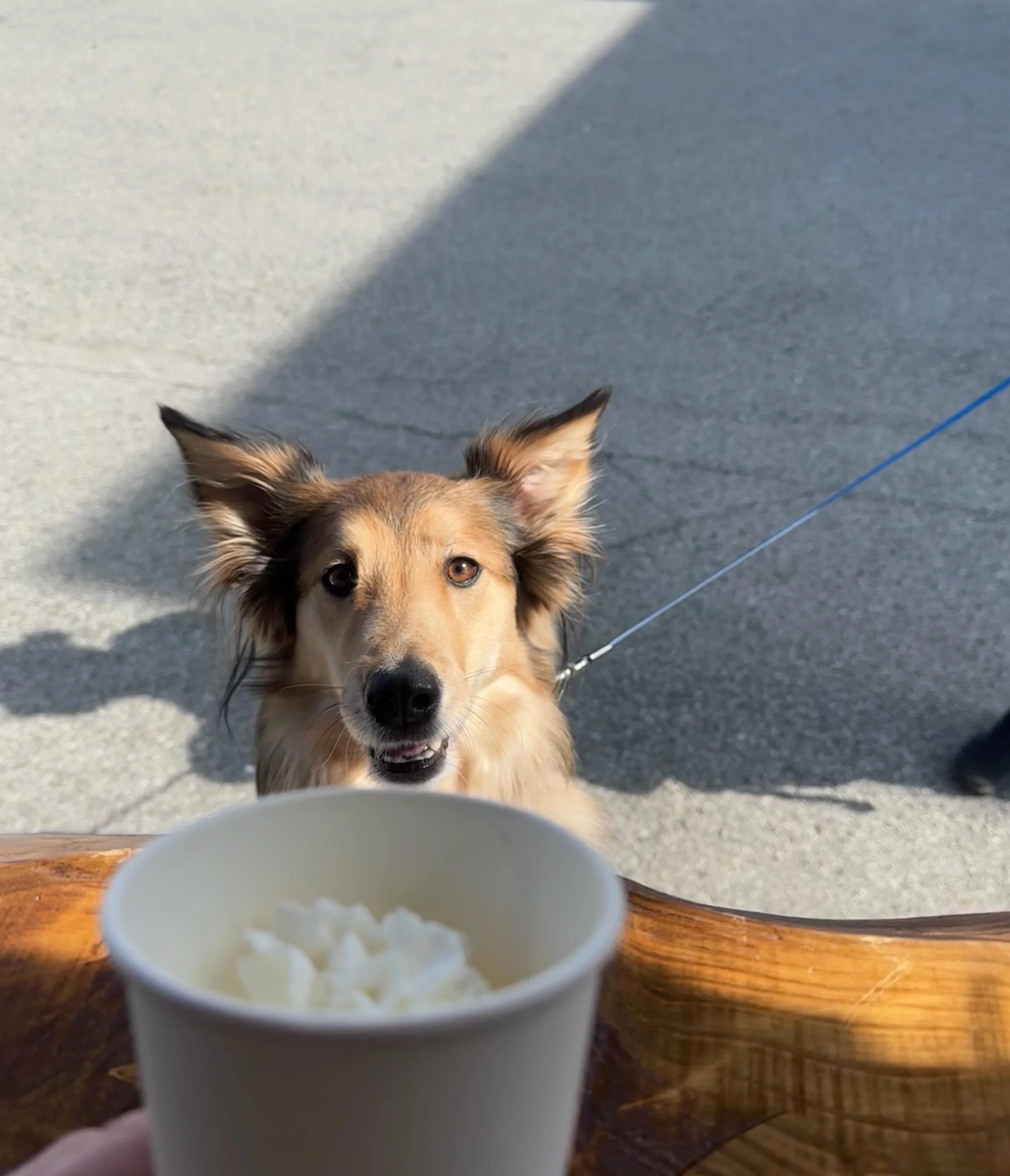 one of our favorite parts about being at the park is meeting your pups 🐶 

stop by this weekend to get a side of coffee with your pup cup 🤪