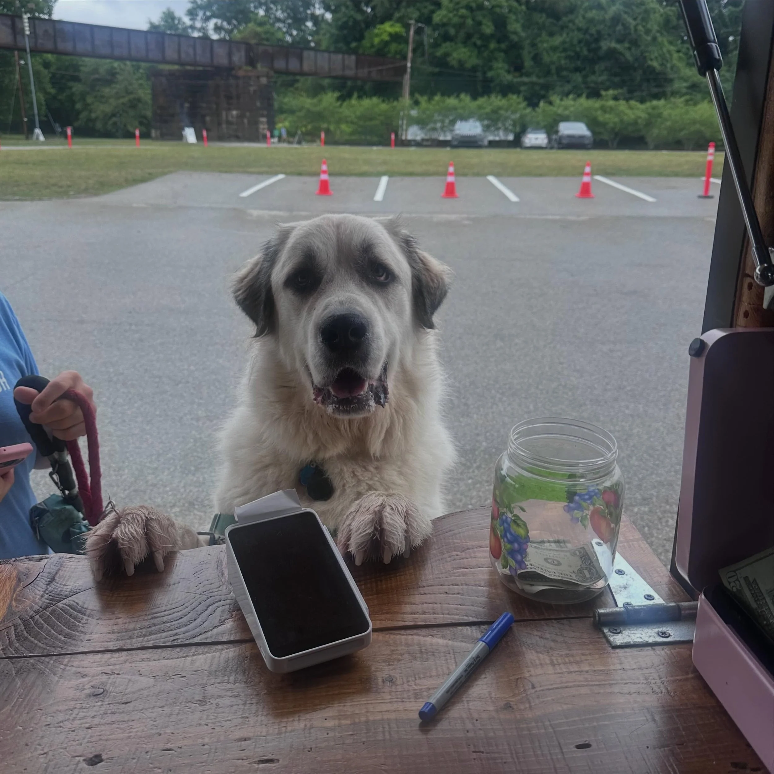 One pup cup please 🙏 🐶