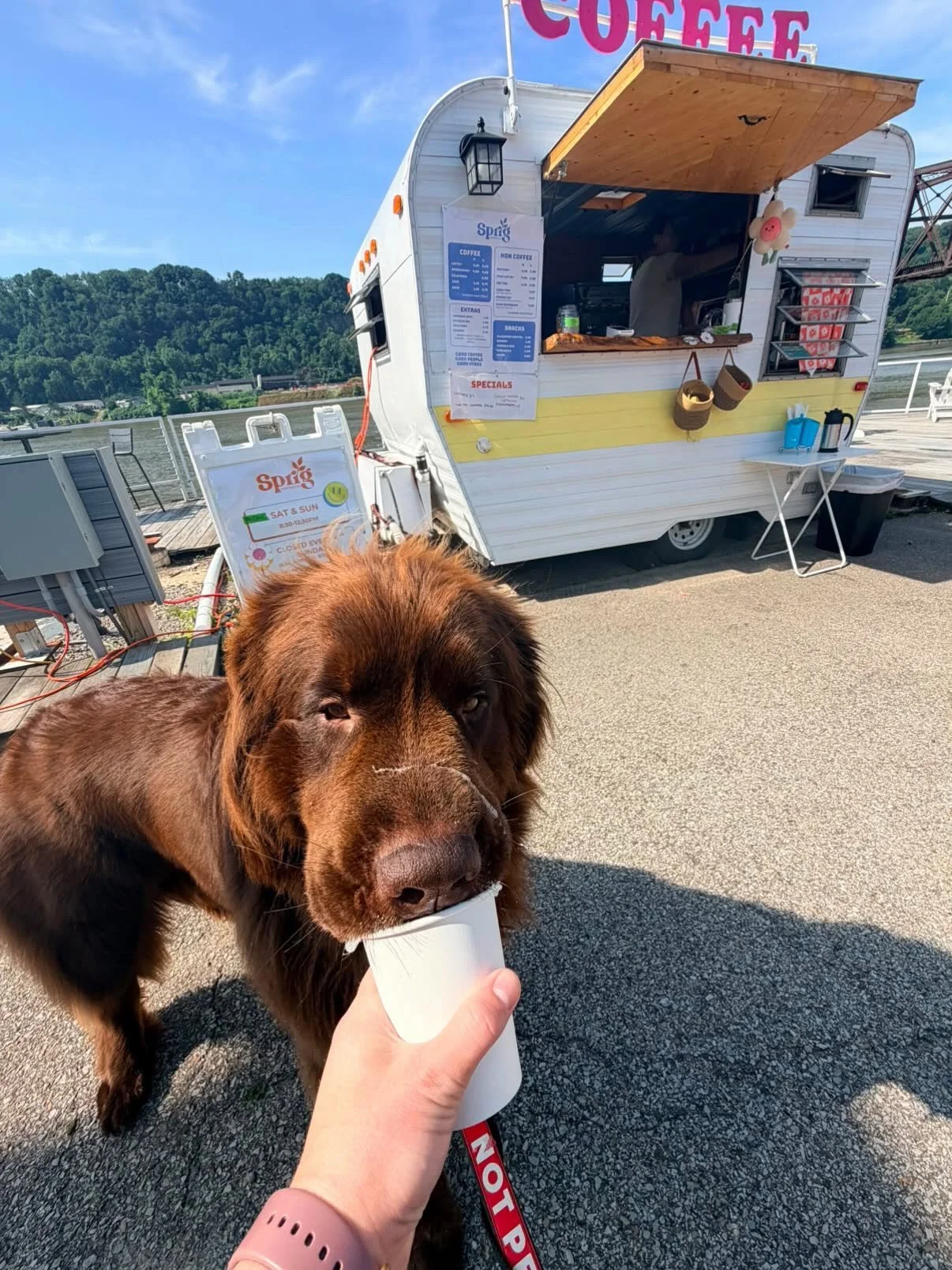 We are open tomorrow!! 8:30-12:30 

It will be a beautiful day for a walk and a pup cup ☀️🐶🤸