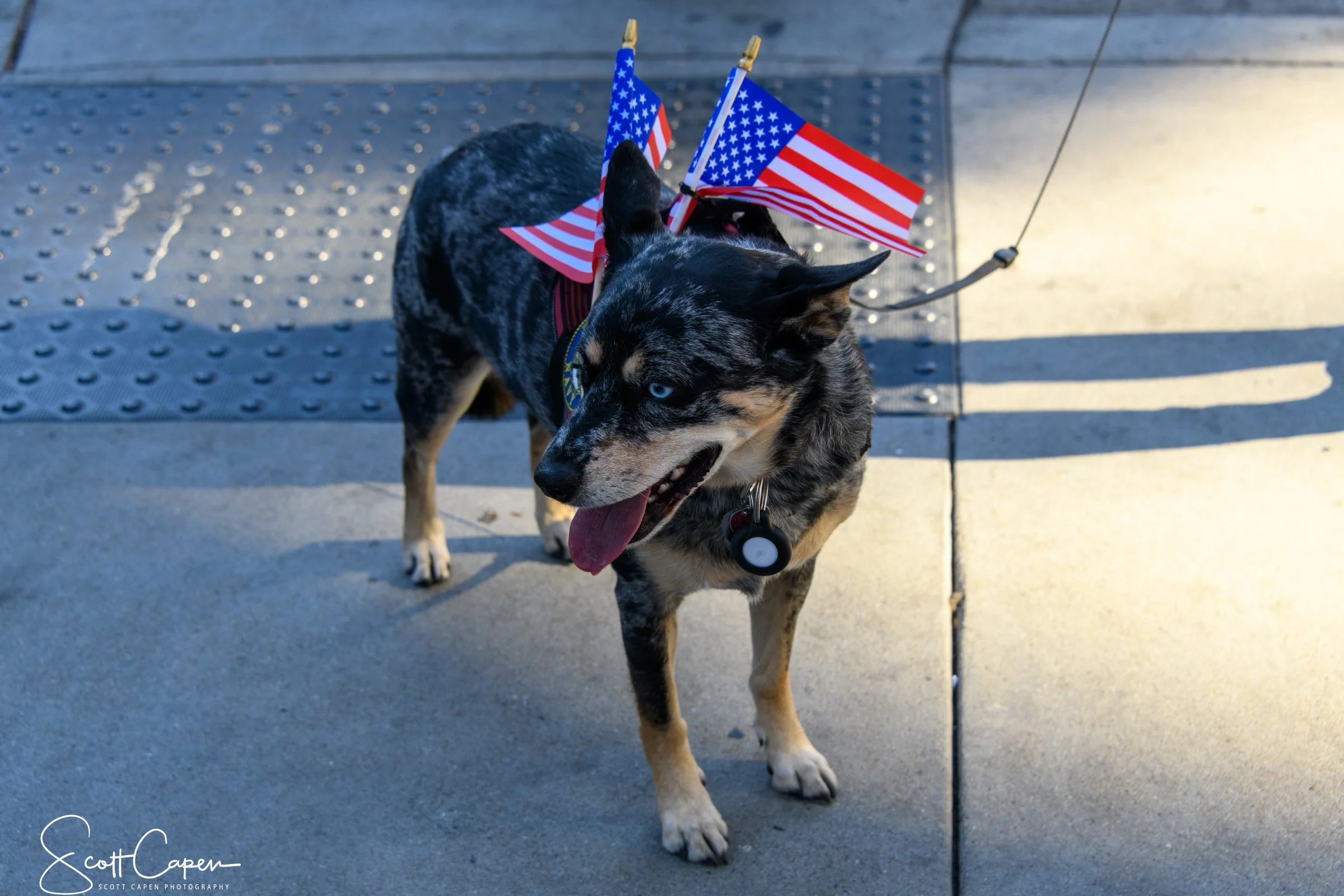 Patriotic Pooch-6061.jpg