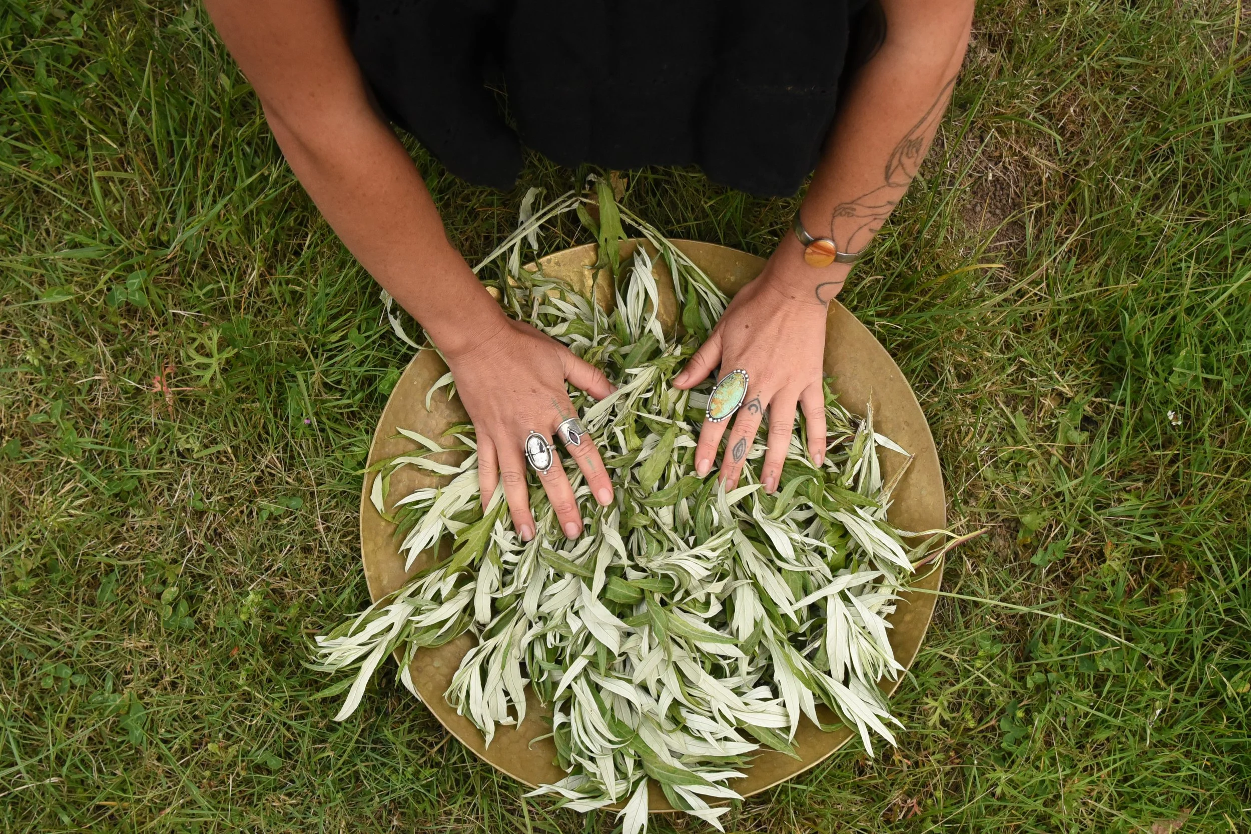 Mugwort Oil
