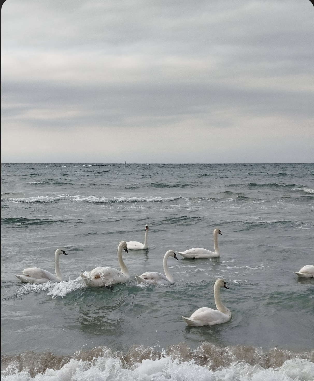 pregnancy ambivalence 
LGBTQ+