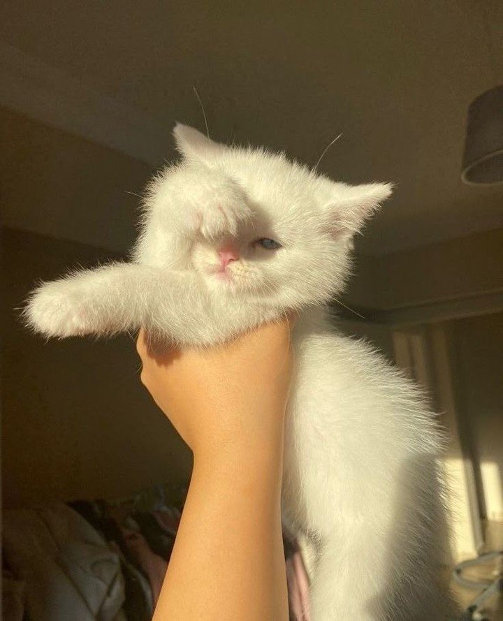 moooodd 🎀🐱 via @pinterest