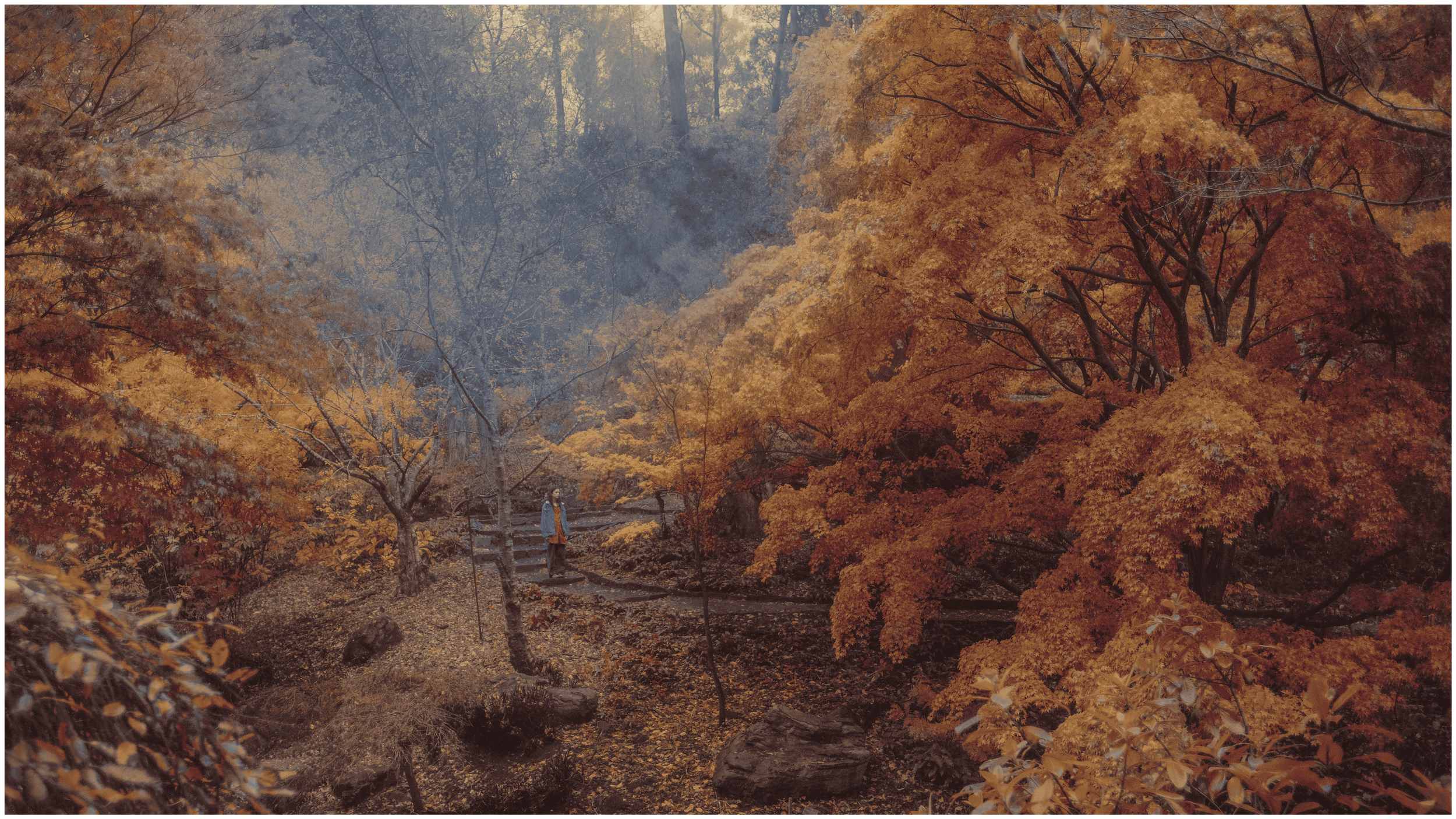 mount lofty botanical gardens