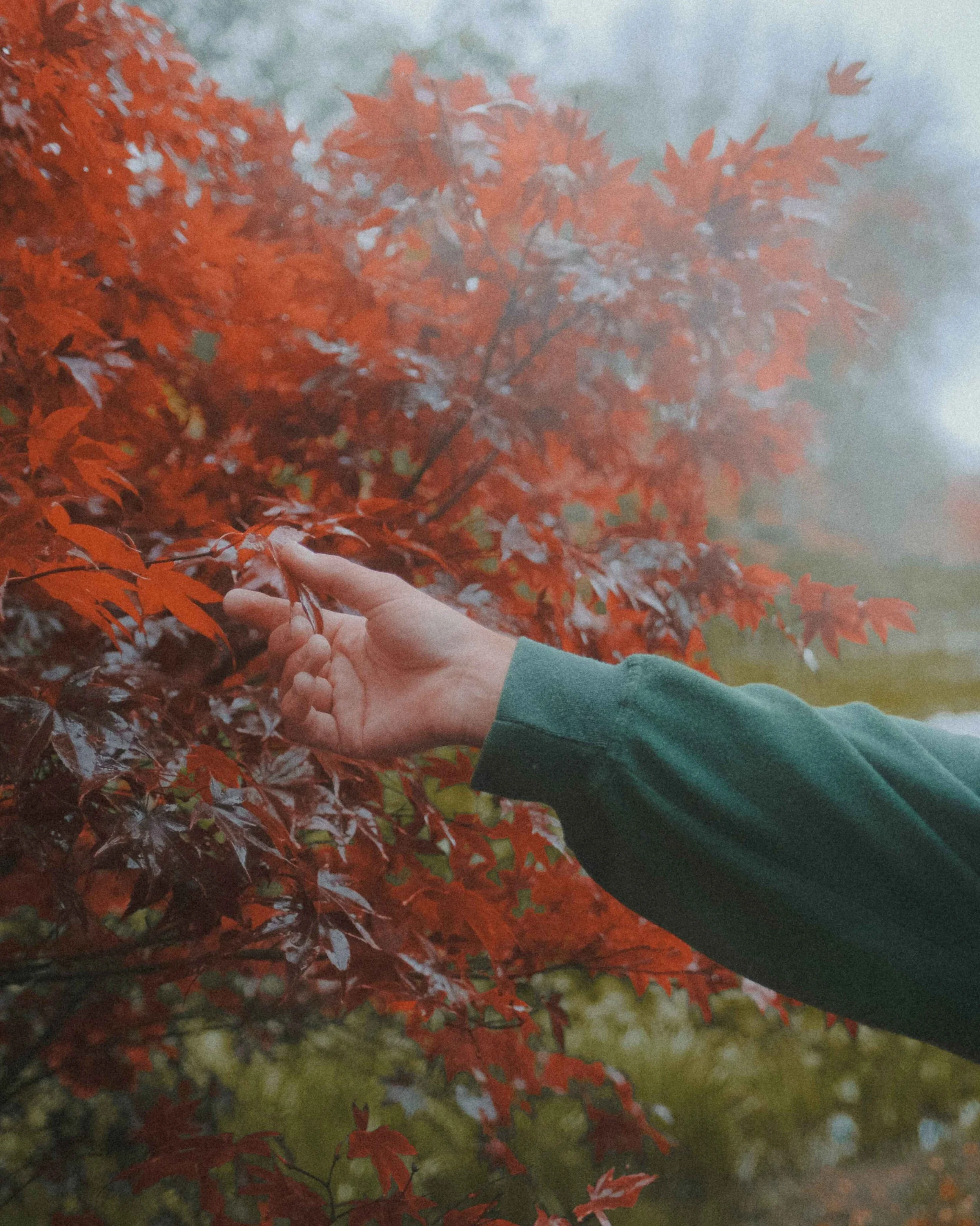 mount lofty botanical gardens autumn
