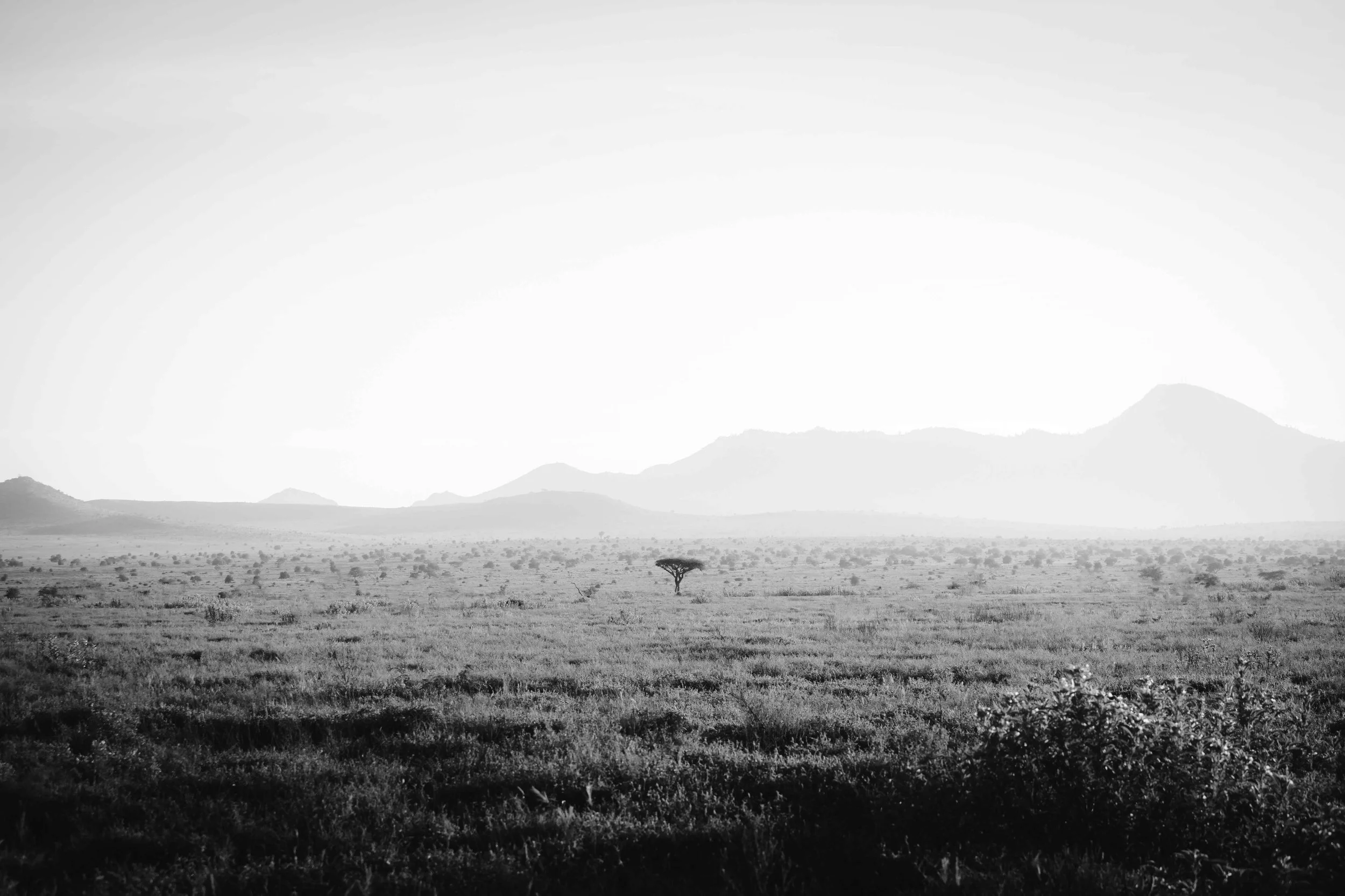 Serengeti plains Kenya black and white 