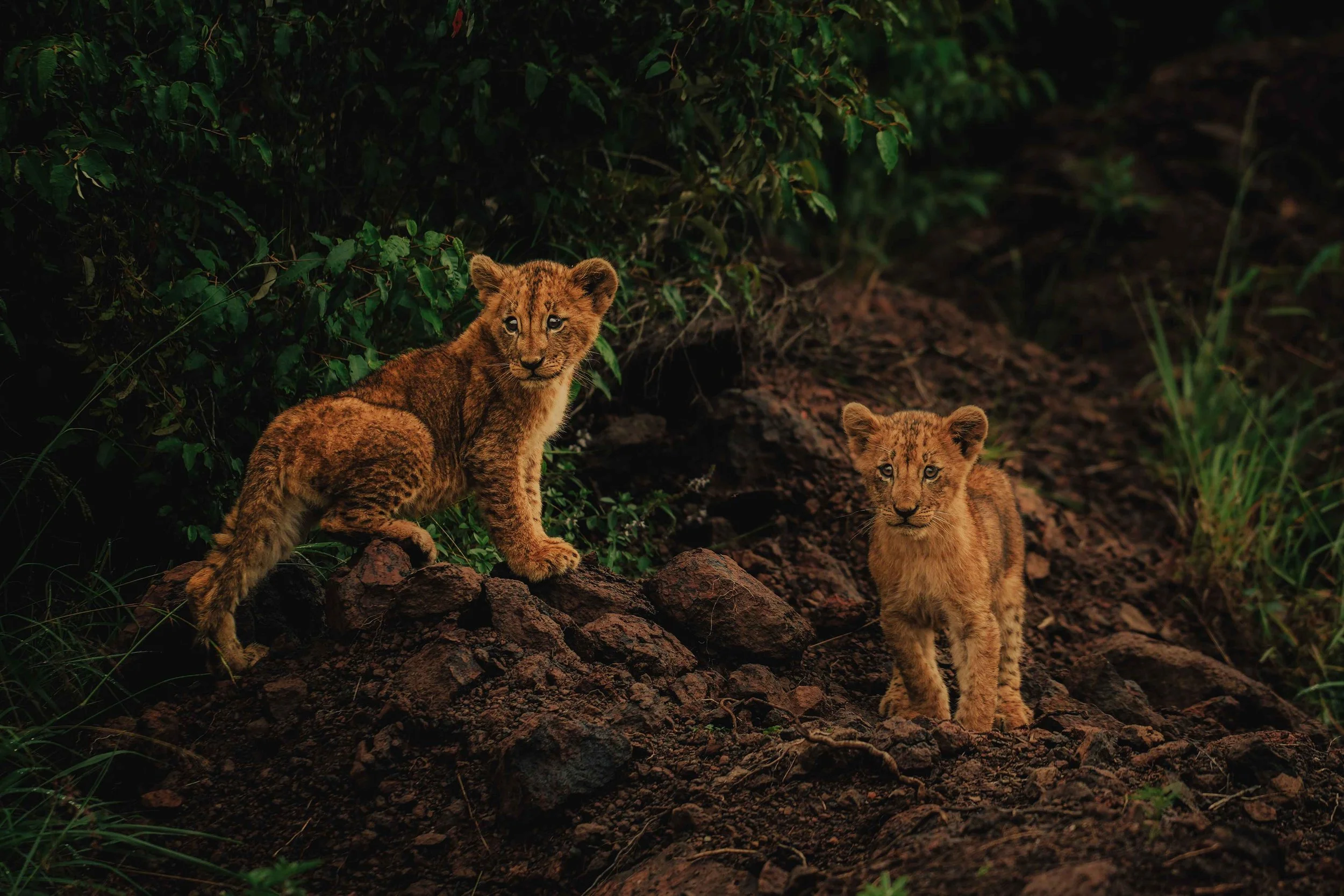 lion cubs kenya safari