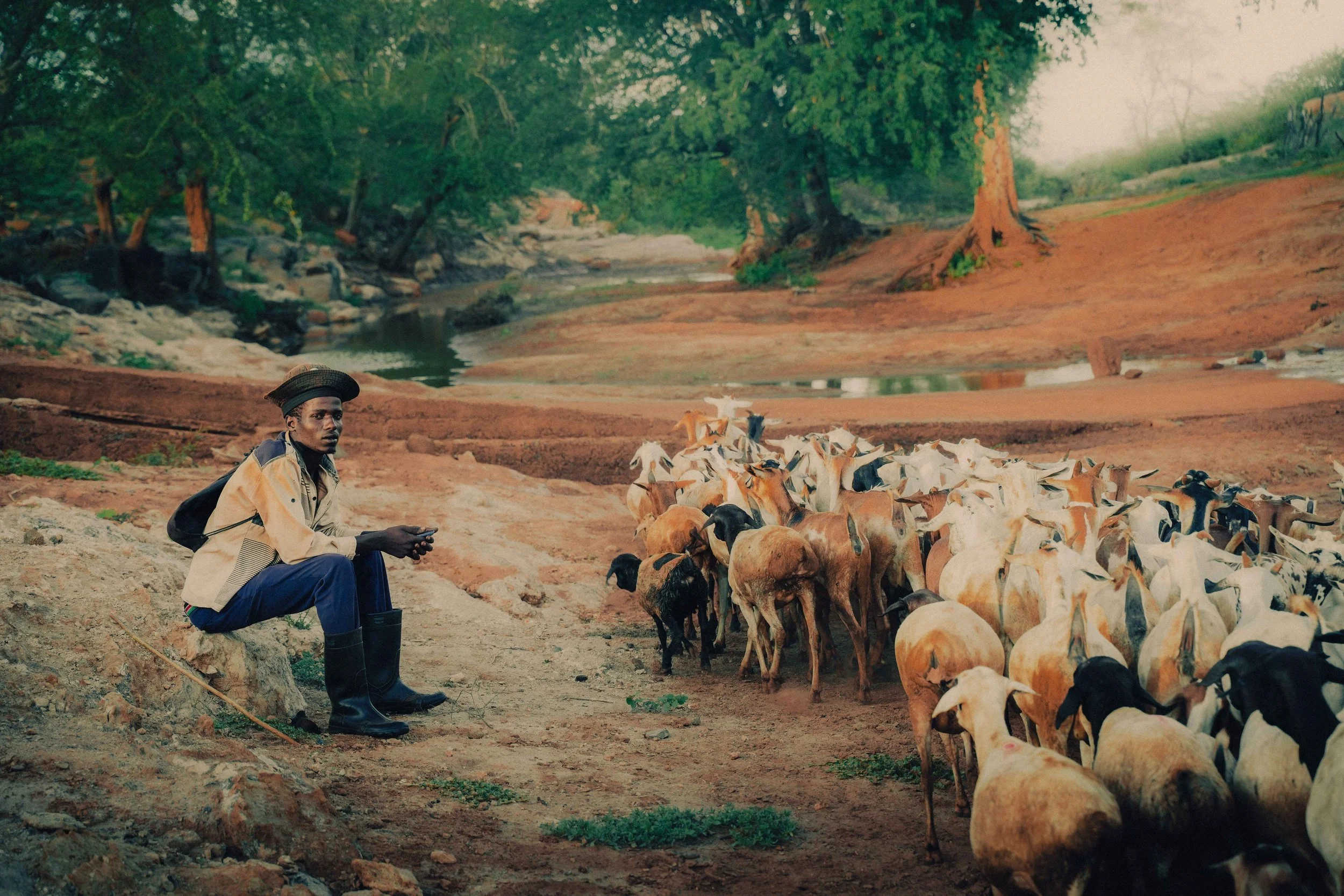 shepherd with flock Kenya