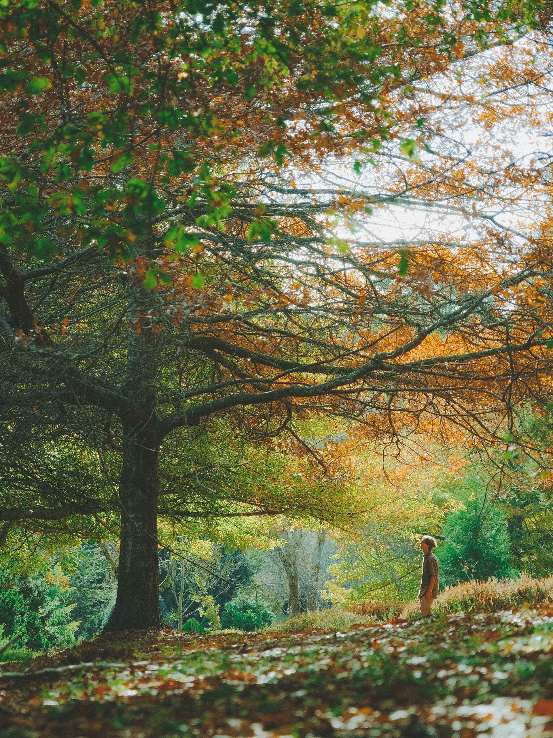 mount lofty botanical gardens