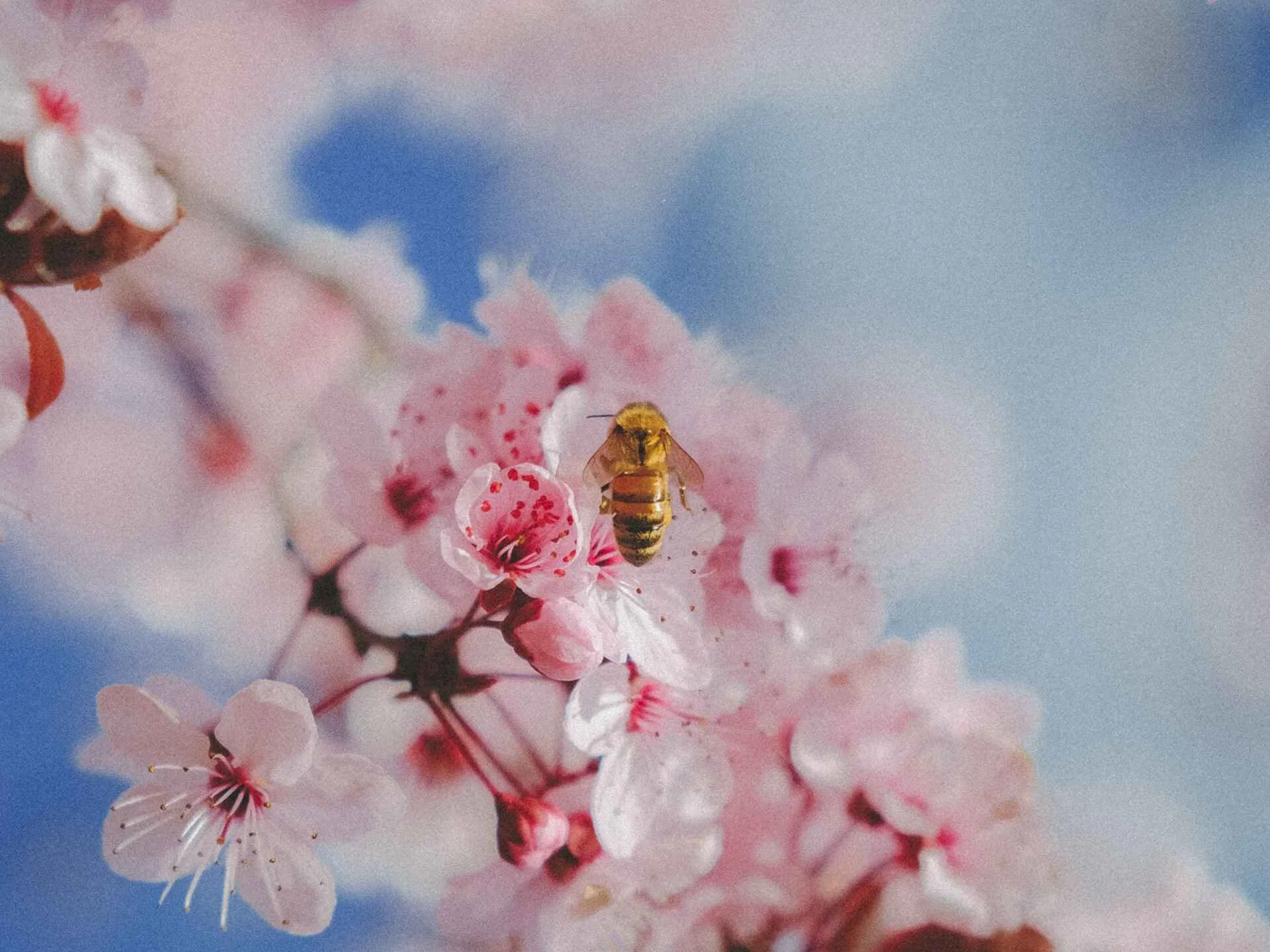 mount lofty botanical gardens bees