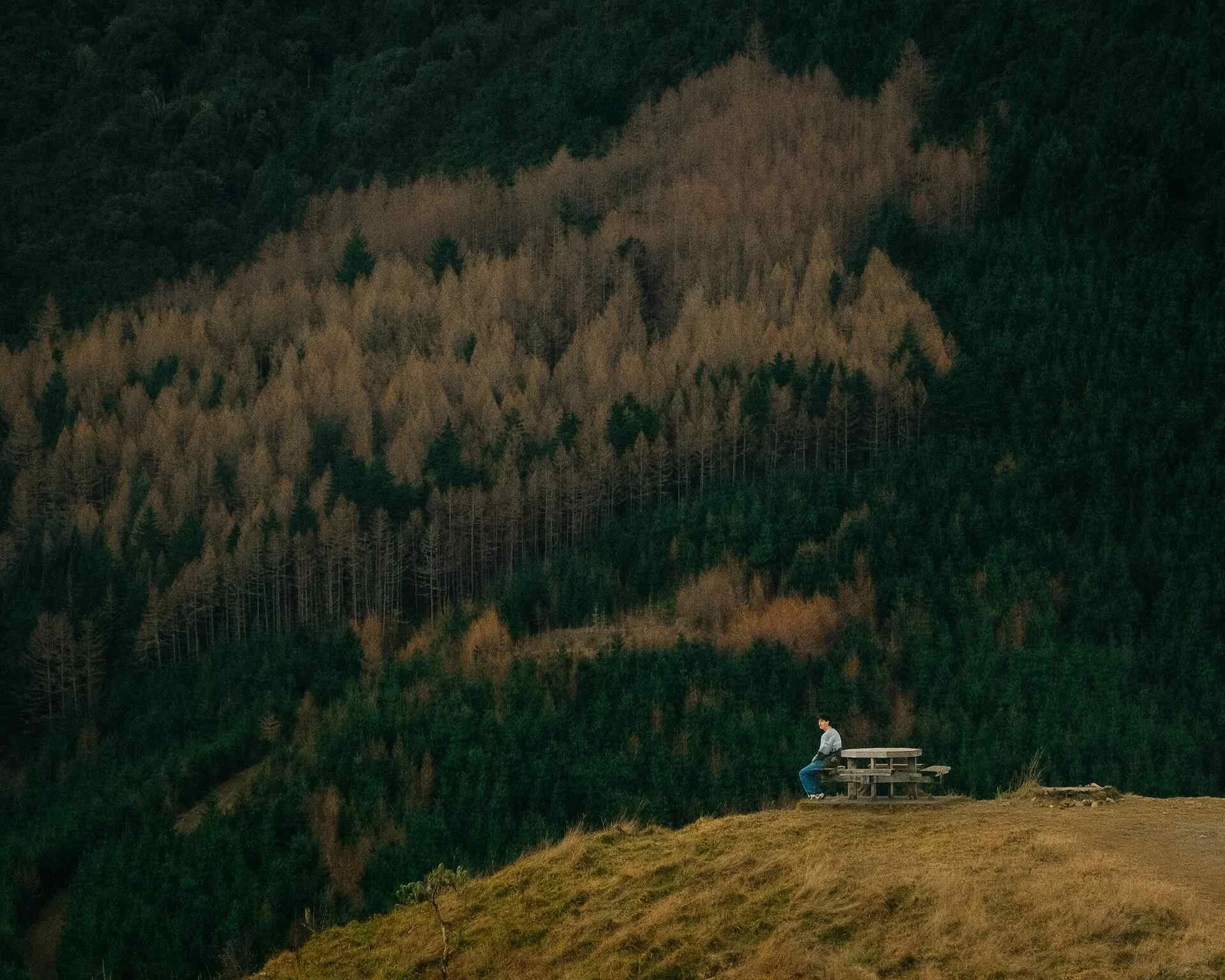 New Zealand forest lookout view travel 