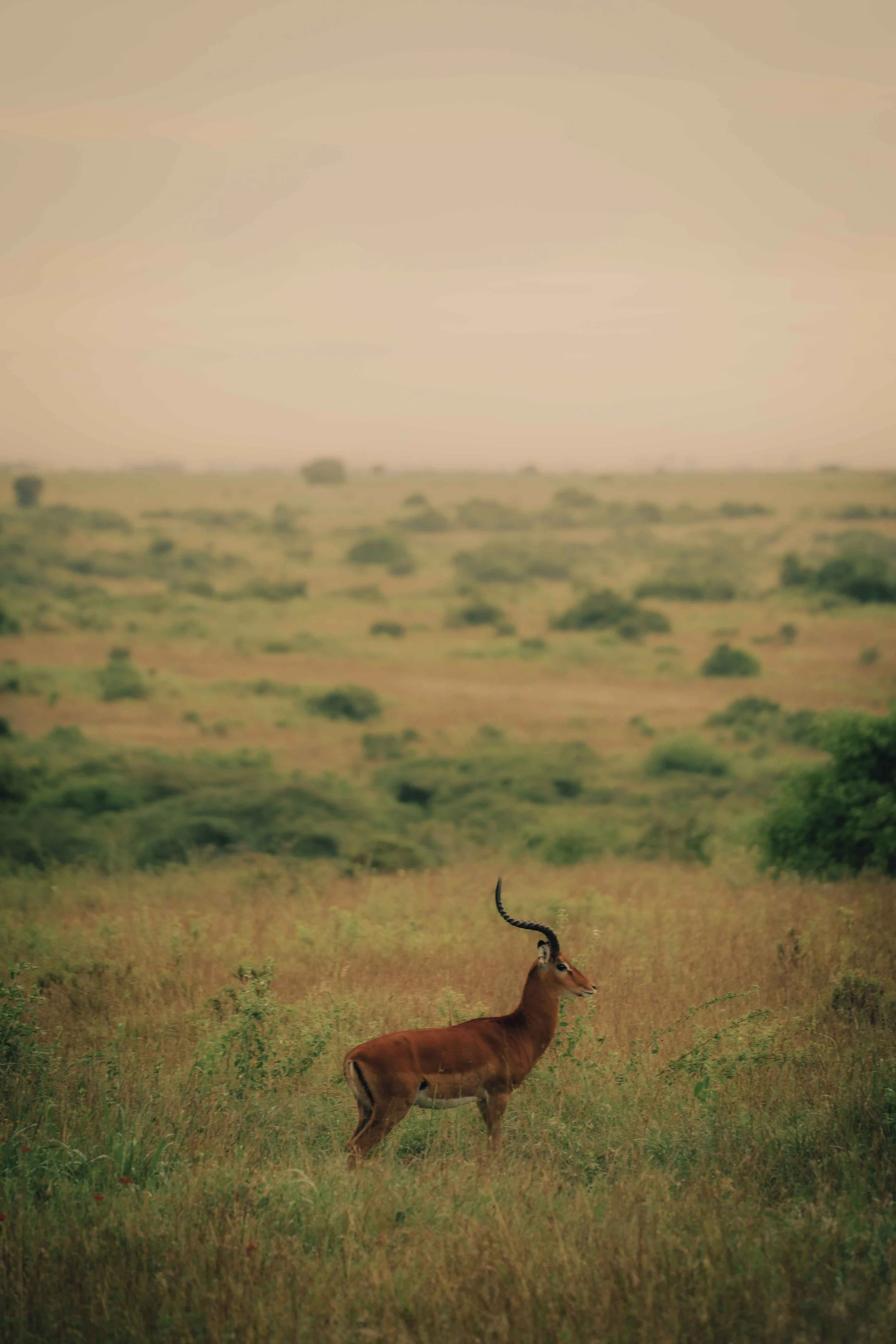 antelope kenya