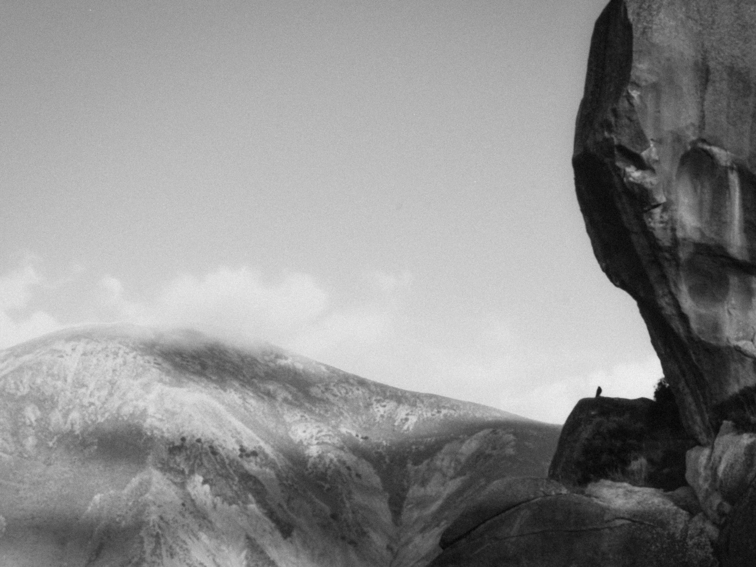 hawk on mountain black and white New Zealand 