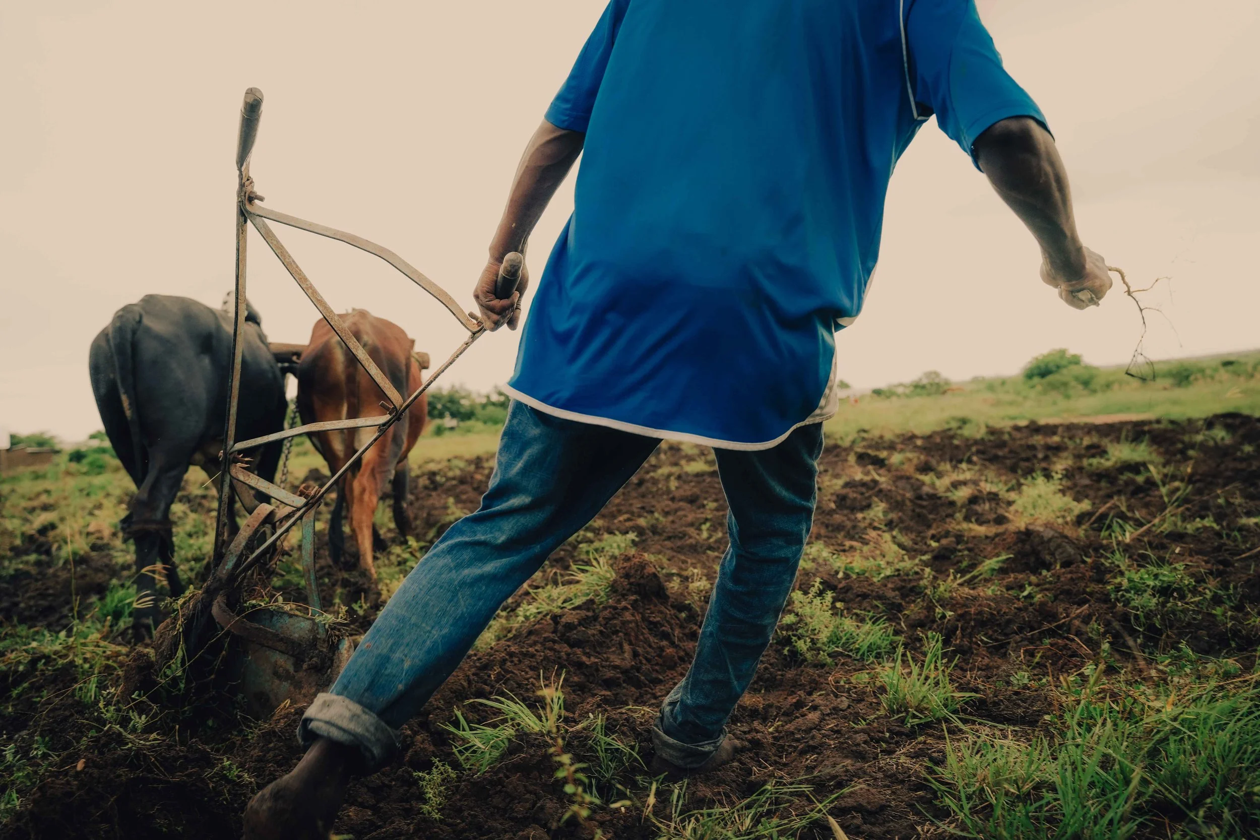 man using ox plough Kenya
