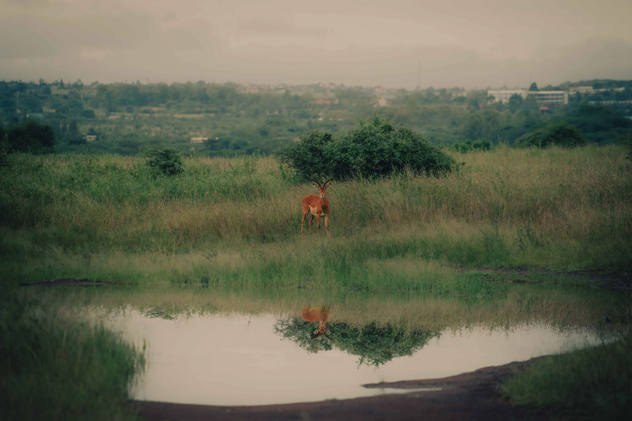antelope Kenya 