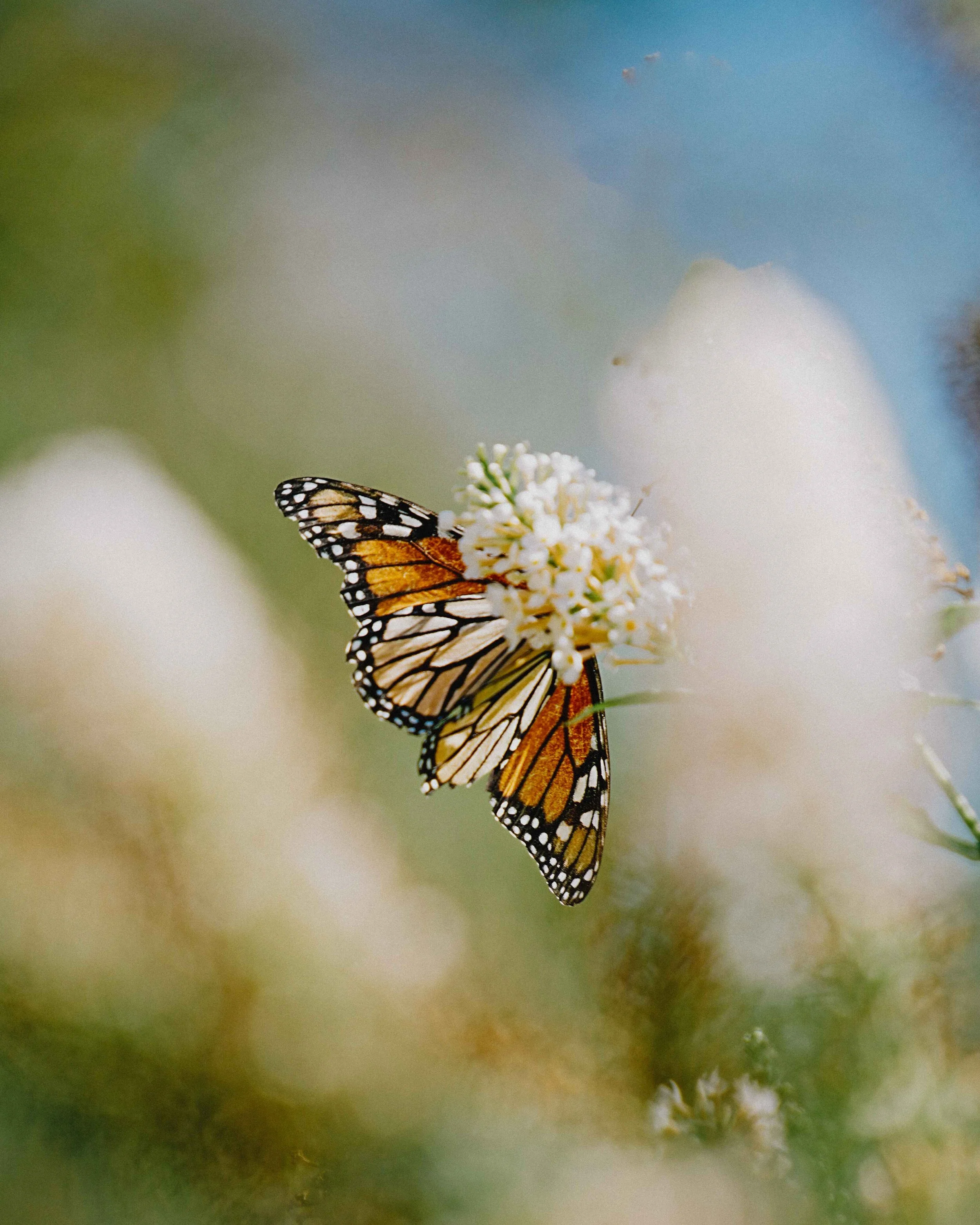 mount lofty botanical gardens butterfly