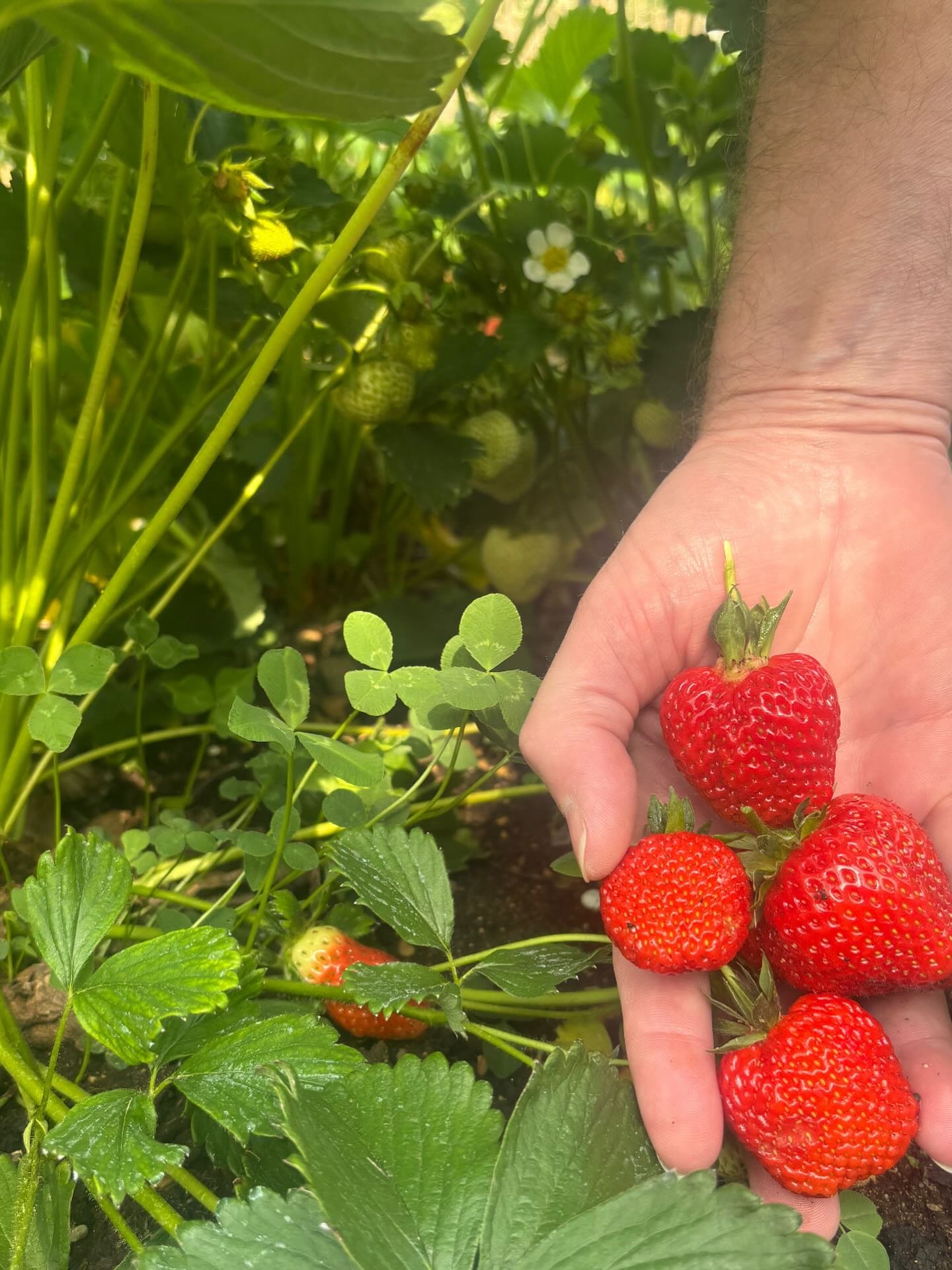 The first crop of strawberries from the #veggiegarden!