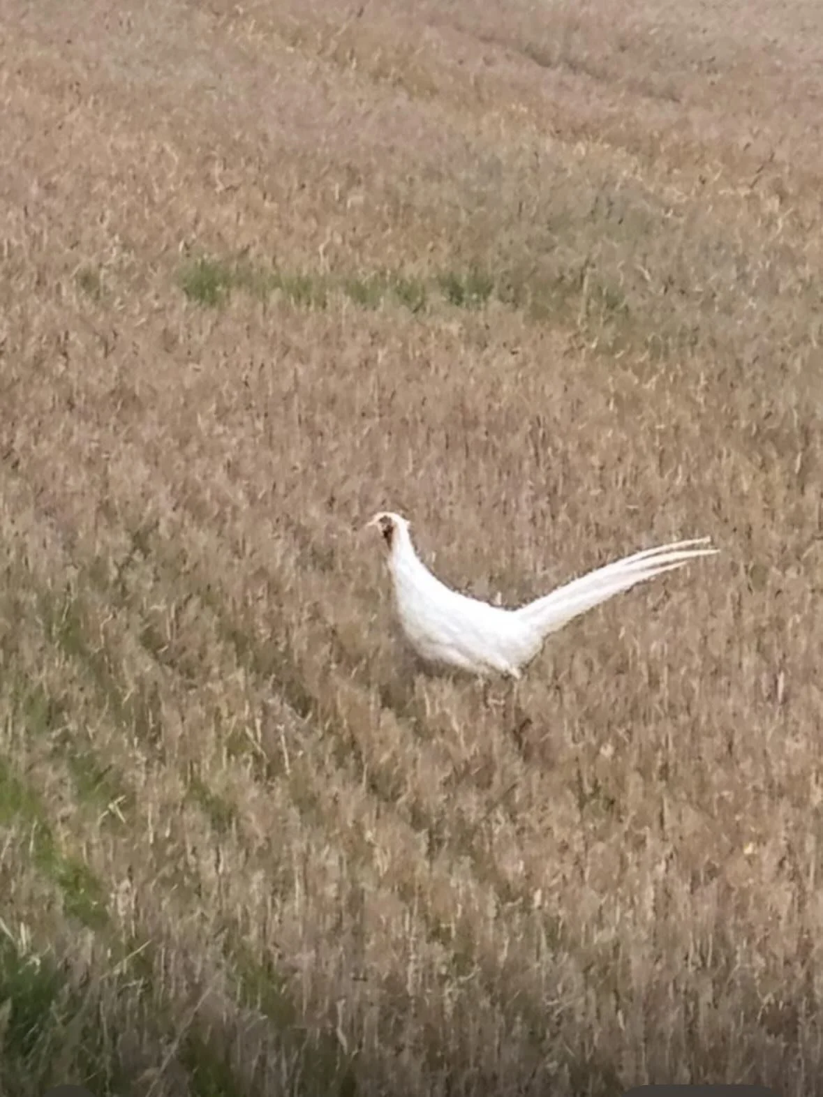 A fabulous dog walk through the beautiful Windrush Valley this afternoon. A white pheasant, a stunning 13th century church and some village stocks. It&rsquo;s a #cotswoldlife