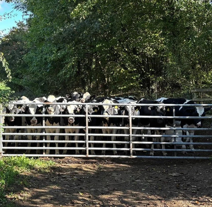 Another lovely afternoon in the Windrush Valley. This time on our bikes. Came across these lovely ladies en route to the @foxatbarrington #girlpower