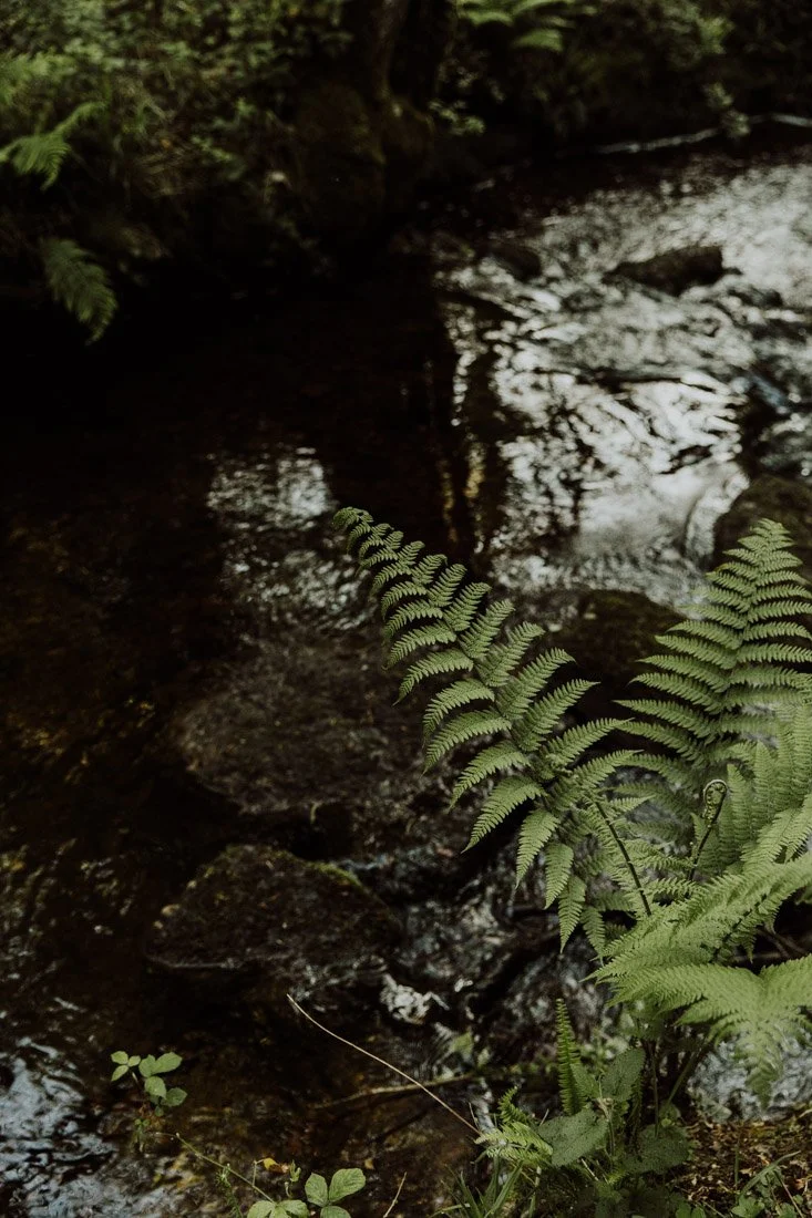 cuisine-brocéliande-foret-printemps_020.jpg