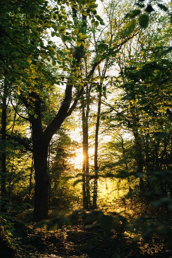 cuisine-brocéliande-foret-printemps_015.jpg