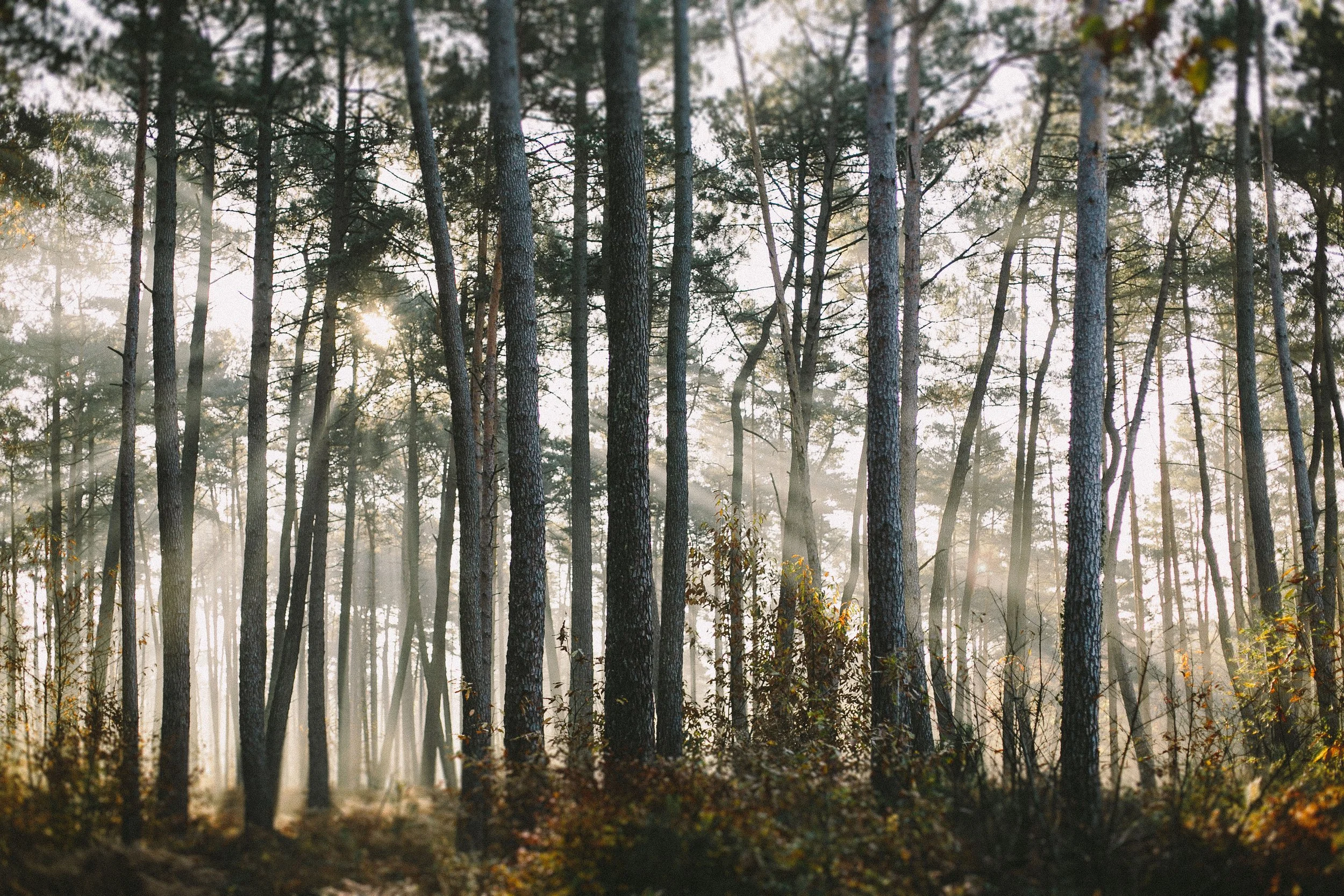 foret carte-001.jpg
