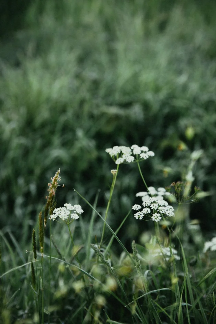 cuisine-brocéliande-foret-printemps_006.jpg