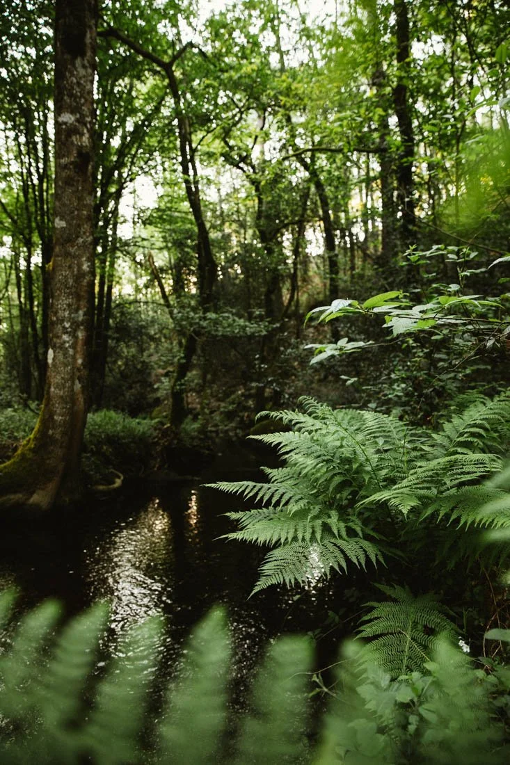 cuisine-brocéliande-foret-printemps_026.jpg