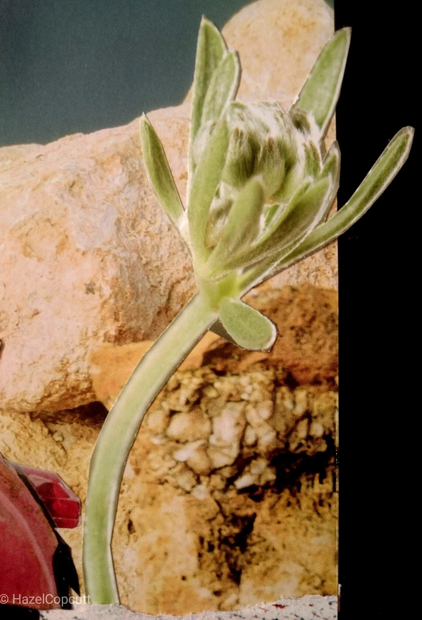 Large Plant  
