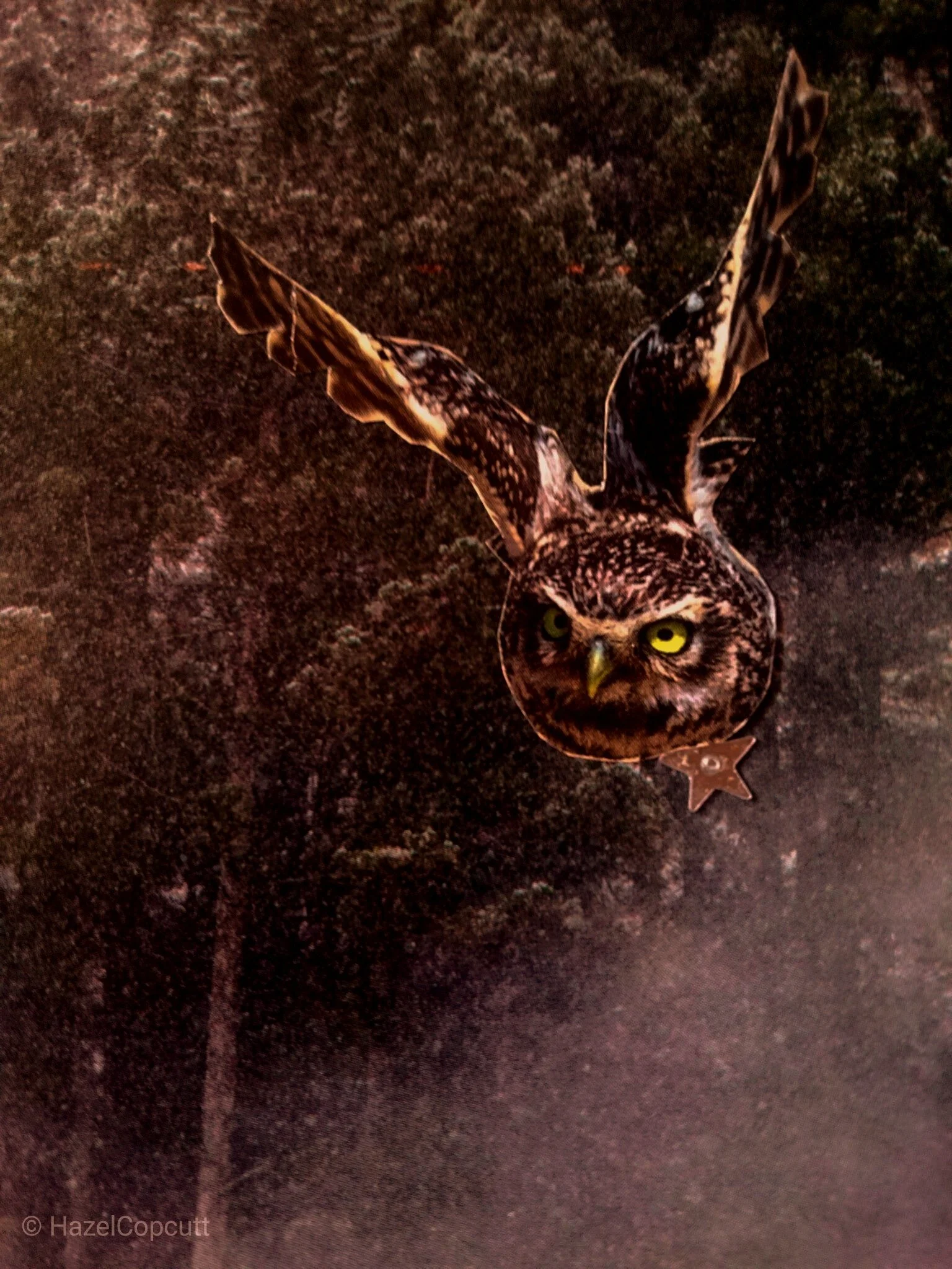 The Wise Owl