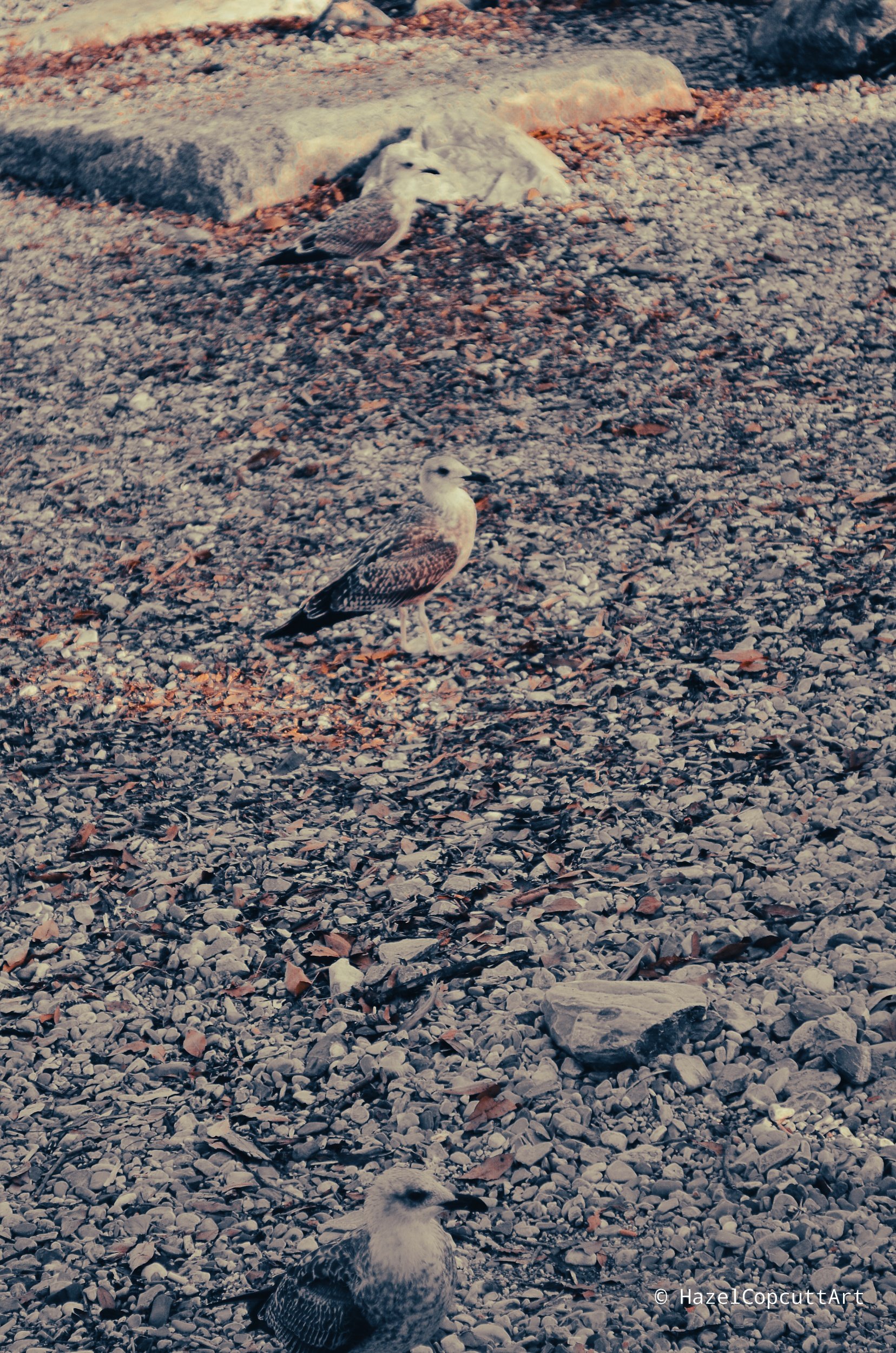 Spot The Gulls