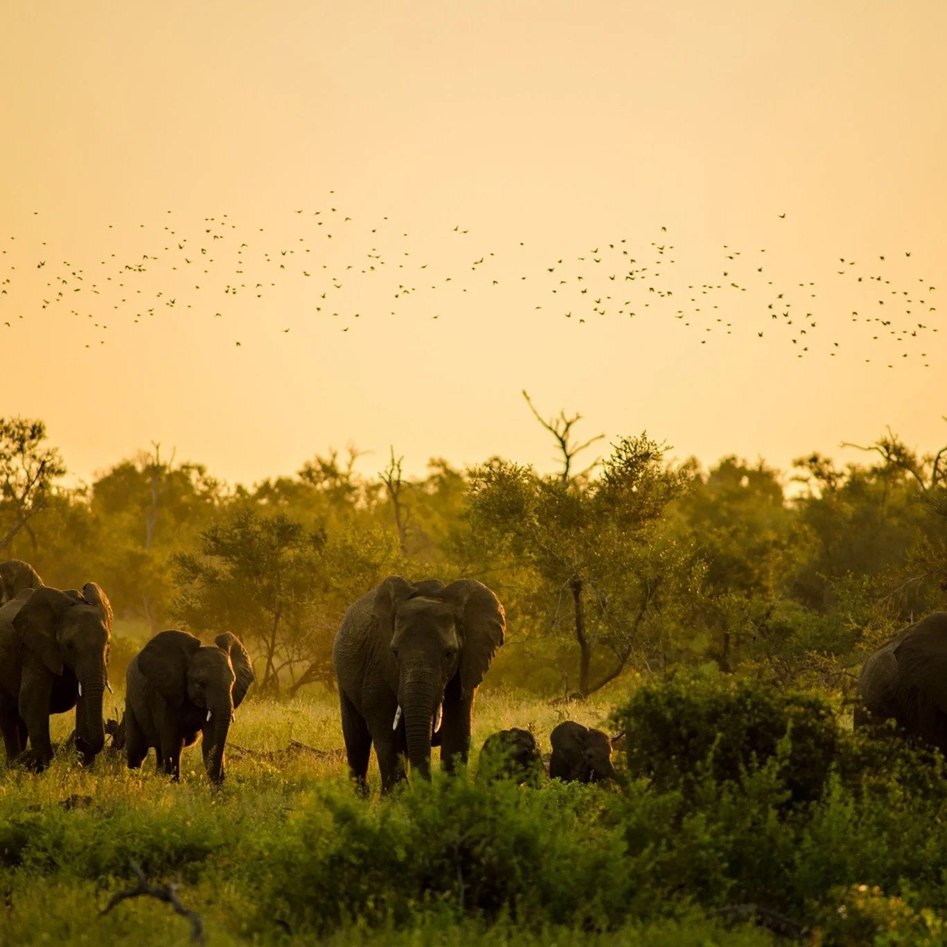 Der Tag erwacht im Kruger, noch bevor die Sonne den Horizont ber&uuml;hrt.

Es ist dieser eine Moment: Wenn die k&uuml;hle Morgenluft nach feuchter Erde und wildem Salbei riecht. Das erste Knistern des Lagerfeuers. Der erste Schluck schwarzer Kaffee,