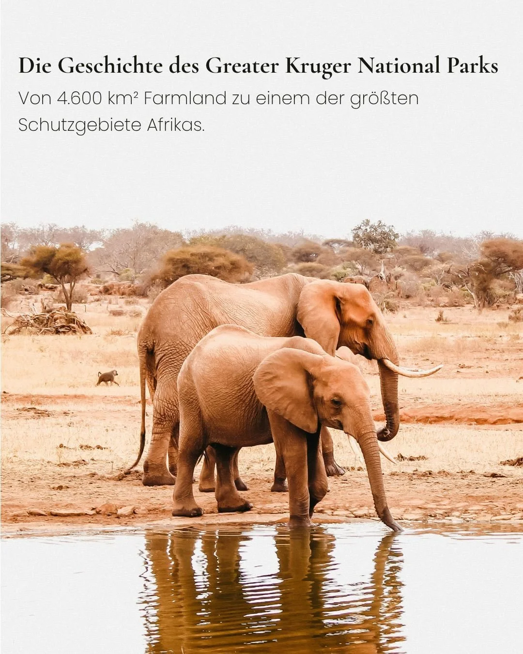 Von rund 4.600 km&sup2; unerschlossenem Land hin zu einem der bedeutendsten Wildnisschutzgebiete des Kontinents: Die Entstehungsgeschichte des Greater Kruger National Parks erz&auml;hlt von vorausschauendem Naturschutz und stetigem Wandel.

&Uuml;ber