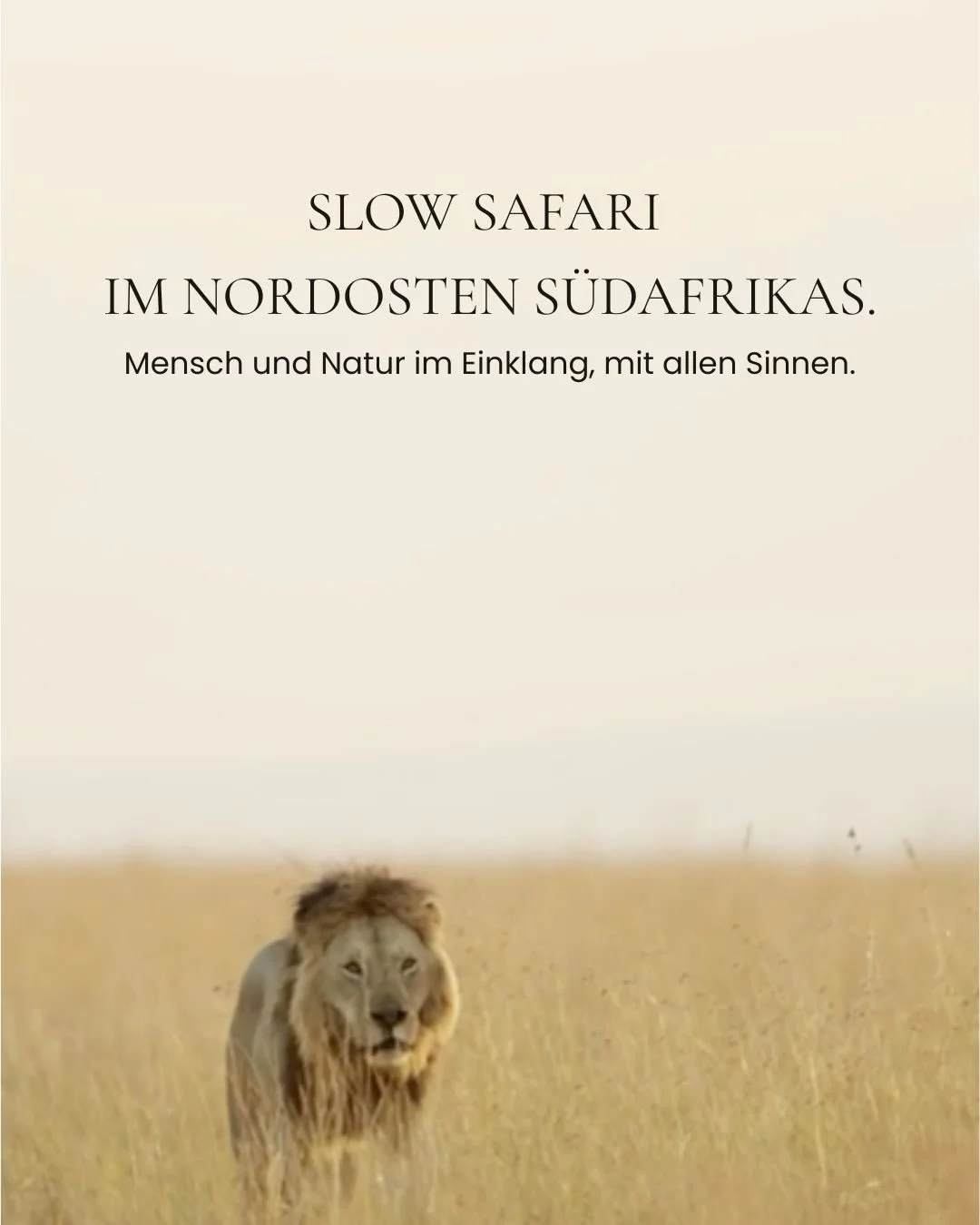 Slow Safari ist f&uuml;r uns kein neues Konzept. Es ist schlicht die urspr&uuml;nglichste Art, der Wildnis im Norden S&uuml;dafrikas zu begegnen.

Wenn der Motor abgestellt wird und der Druck weicht, dem n&auml;chsten Highlight hinterherzujagen, sch&