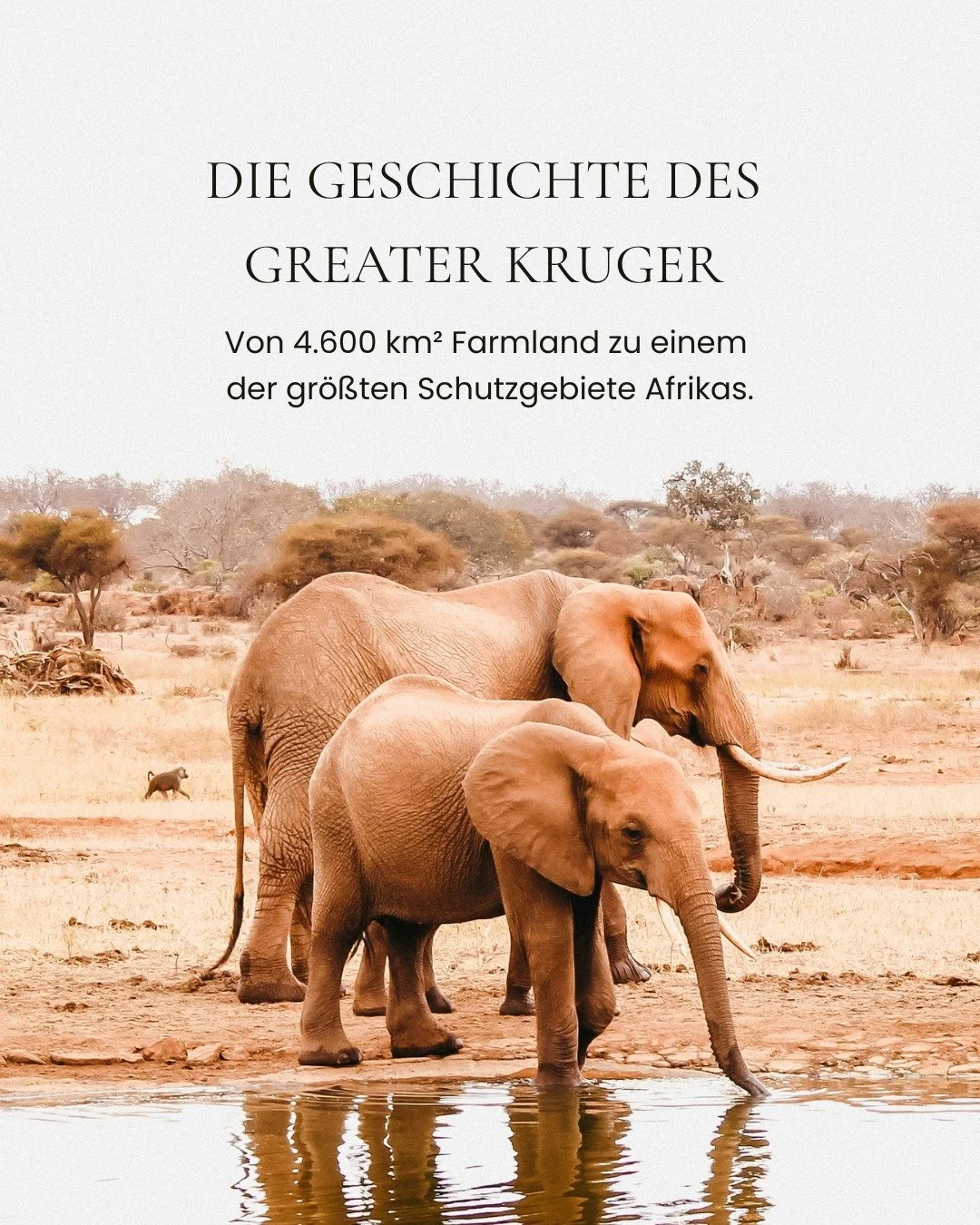 ㅤ
Von rund 4.600 km&sup2; unerschlossenem Land hin zu einem der bedeutendsten Wildnisschutzgebiete des Kontinents: Die Entstehungsgeschichte des Greater Kruger National Parks erz&auml;hlt von vorausschauendem Naturschutz und stetigem Wandel.

&Uuml;b