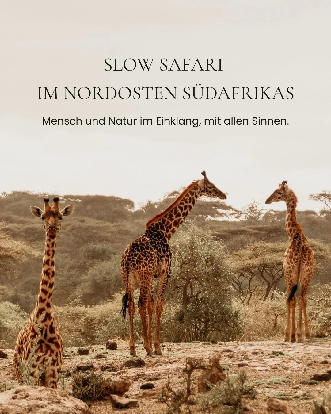 ㅤ
Slow Safari ist f&uuml;r uns kein neues Konzept. Es ist schlicht die urspr&uuml;nglichste Art, der Wildnis im Norden S&uuml;dafrikas zu begegnen.

Wenn der Motor abgestellt wird und der Druck weicht, dem n&auml;chsten Highlight hinterherzujagen, sc