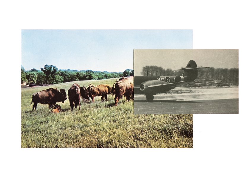 Bison Décollage - 2014