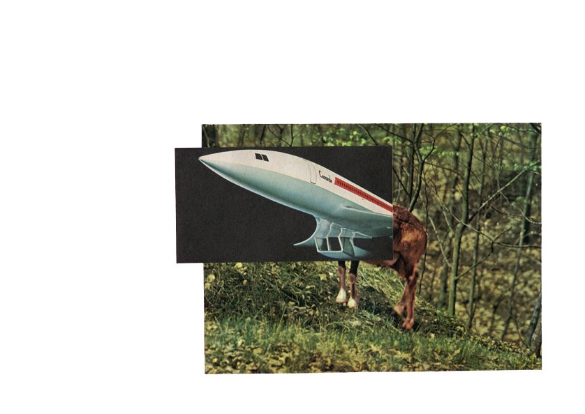 Bouc Concorde - 2014
