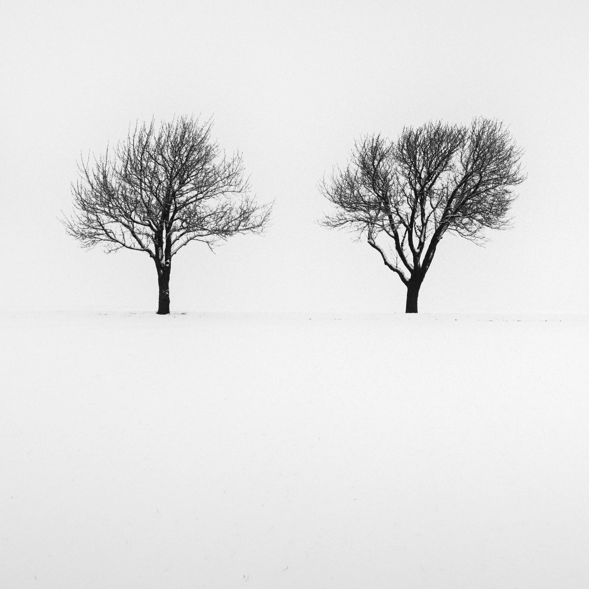 Detail view of Five Trees in Snowy Field showing two leafless winter trees by Gerald Berghammer.