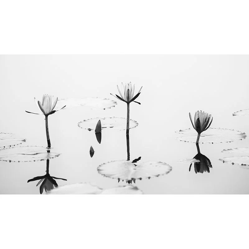 Gerald Berghammer - Lotus Flower Panorama Study 2, Vietnam