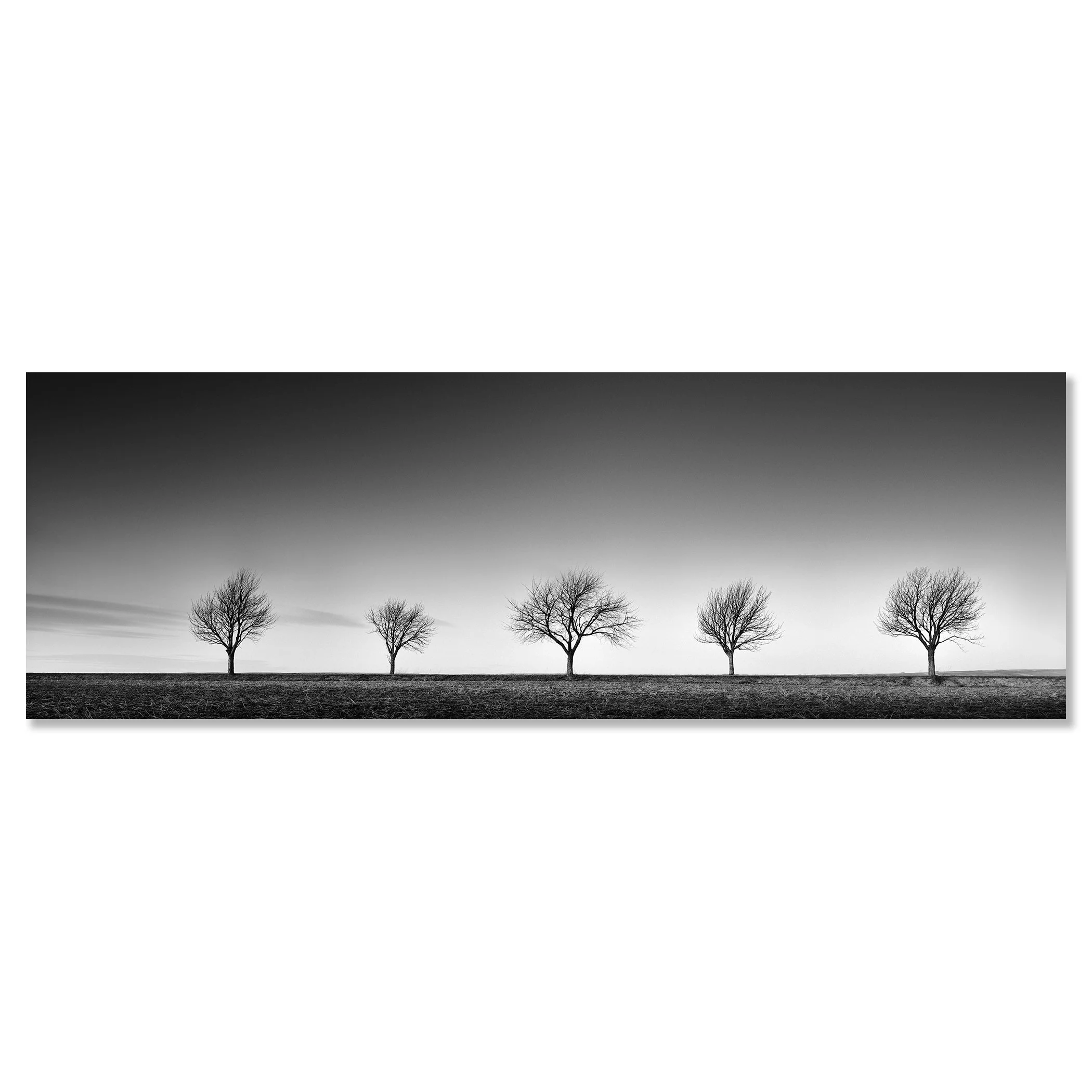 Row of Five Cherry Trees Panorama by Gerald Berghammer presented as a frameless Dibond artwork.