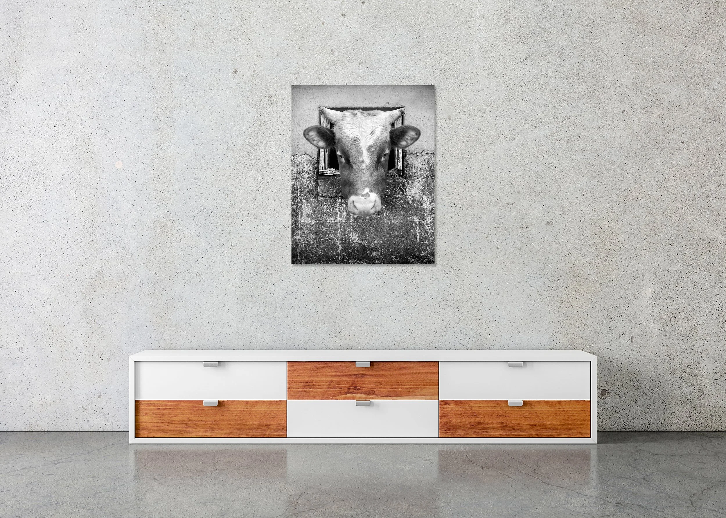 The Curious Cow, Study 1 – frameless black-and-white photograph on aluminium Dibond displayed in a minimalist interior.