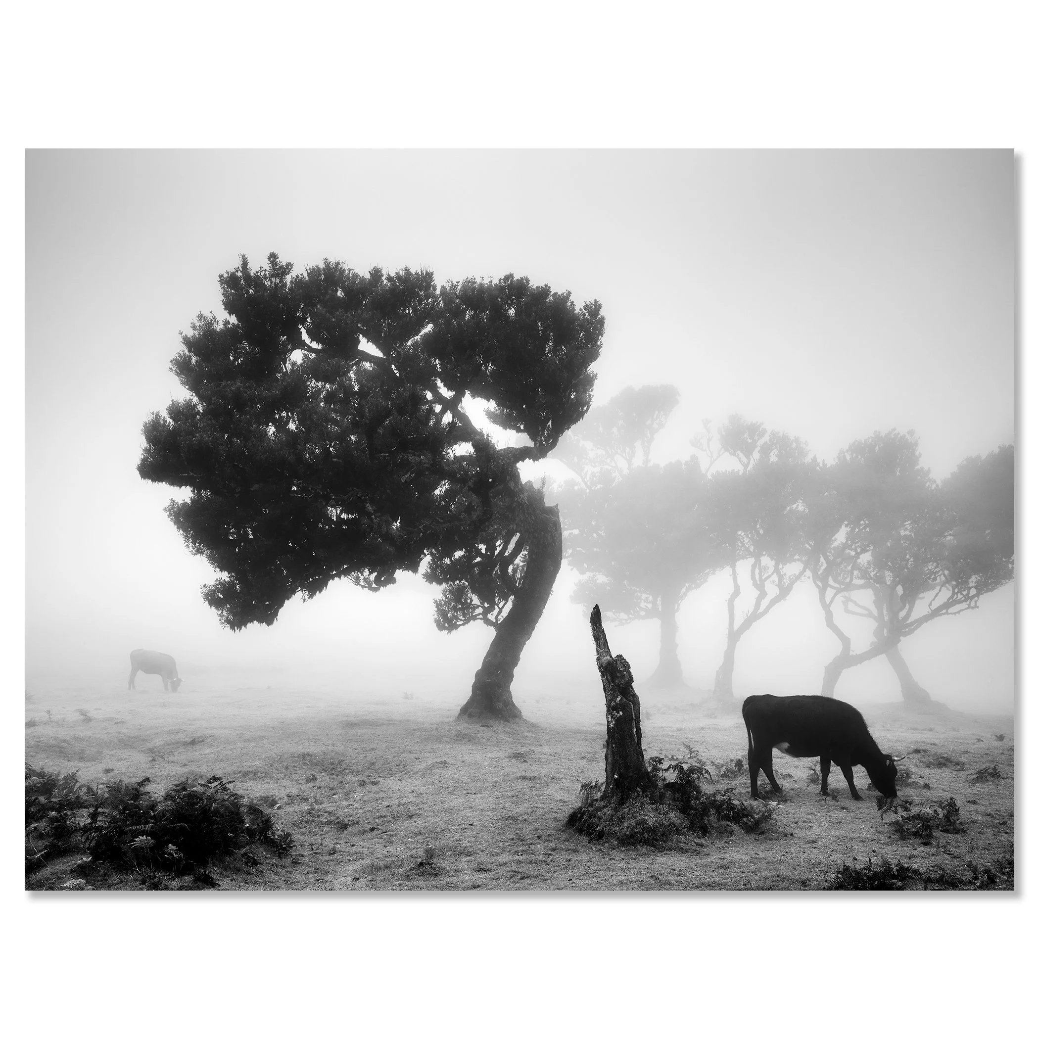 Cows on a Foggy Pasture, Study 1 – black-and-white photograph from Madeira mounted on frameless aluminium Dibond by Gerald Berghammer.