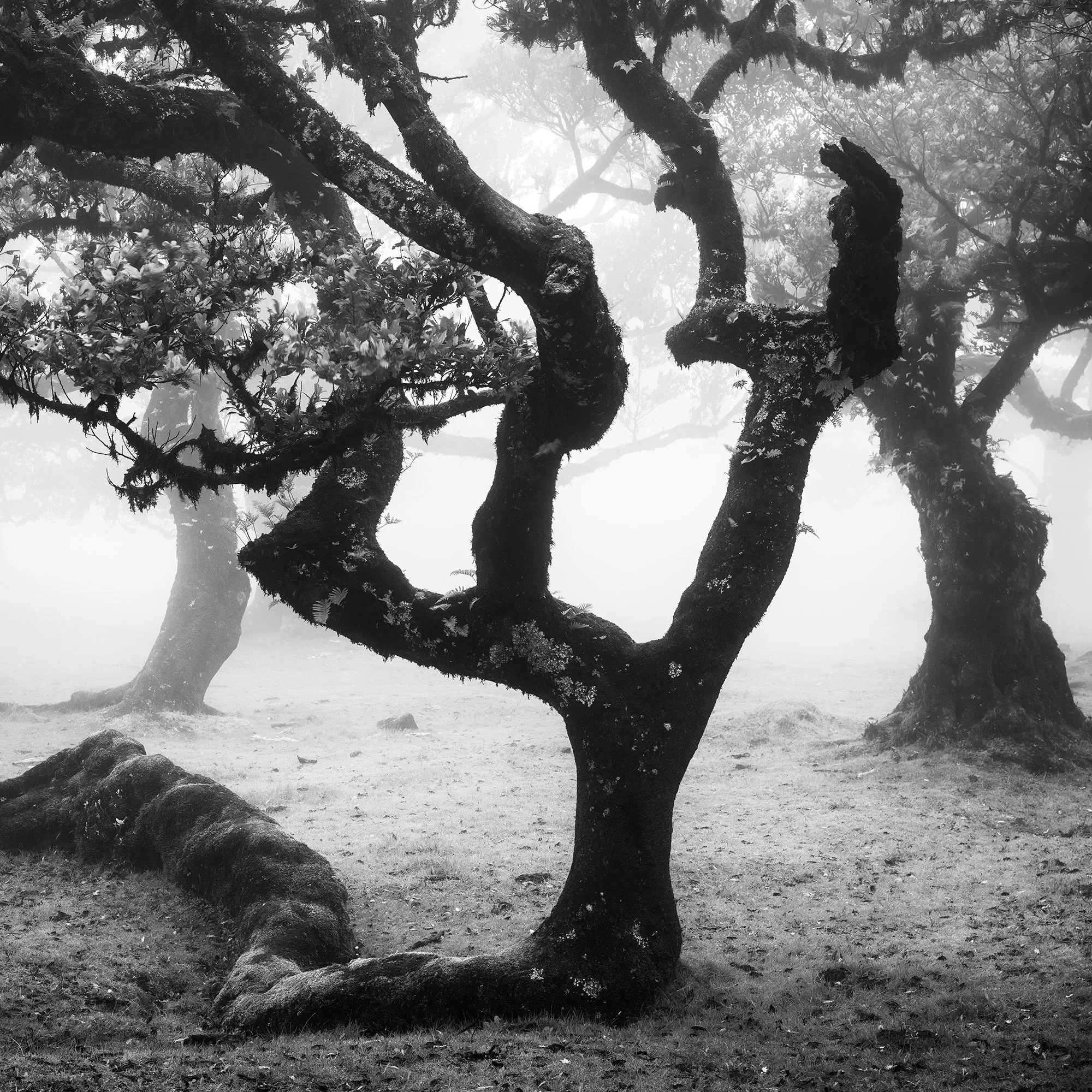 Detail view of Ancient Laurisilva Forest, Study 13 – misty laurel forest photograph by Gerald Berghammer.