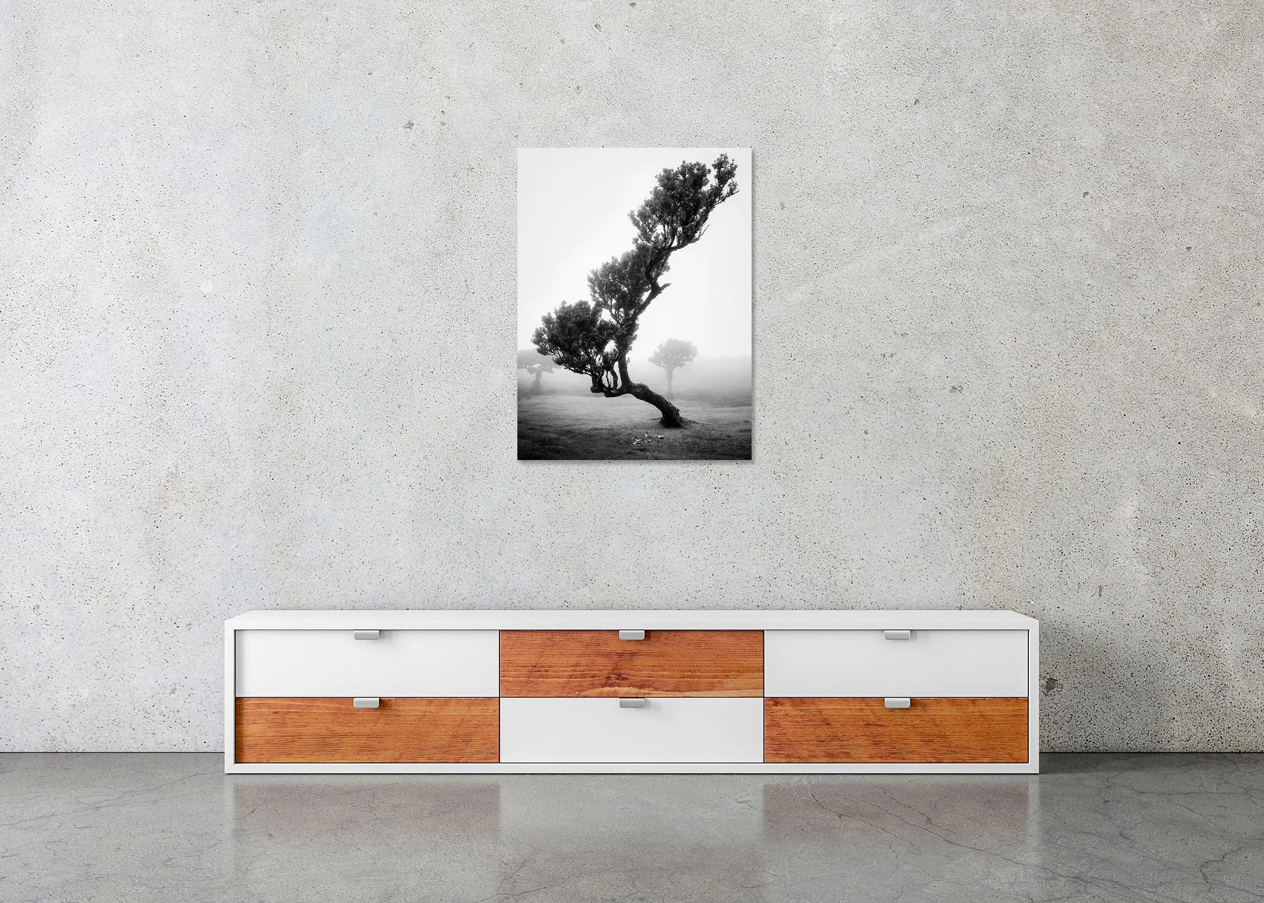 Minimalist foggy black-and-white landscape of a solitary leaning tree in Madeira’s ancient Laurisilva Forest, photo print mounted to Dibond, frameless.